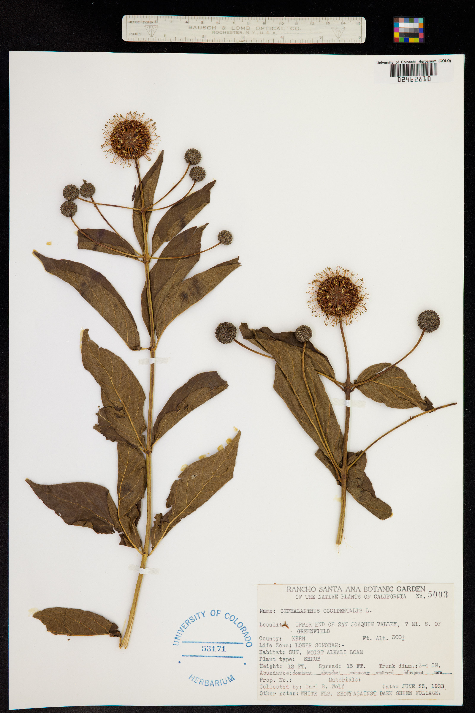 Cephalanthus occidentalis image