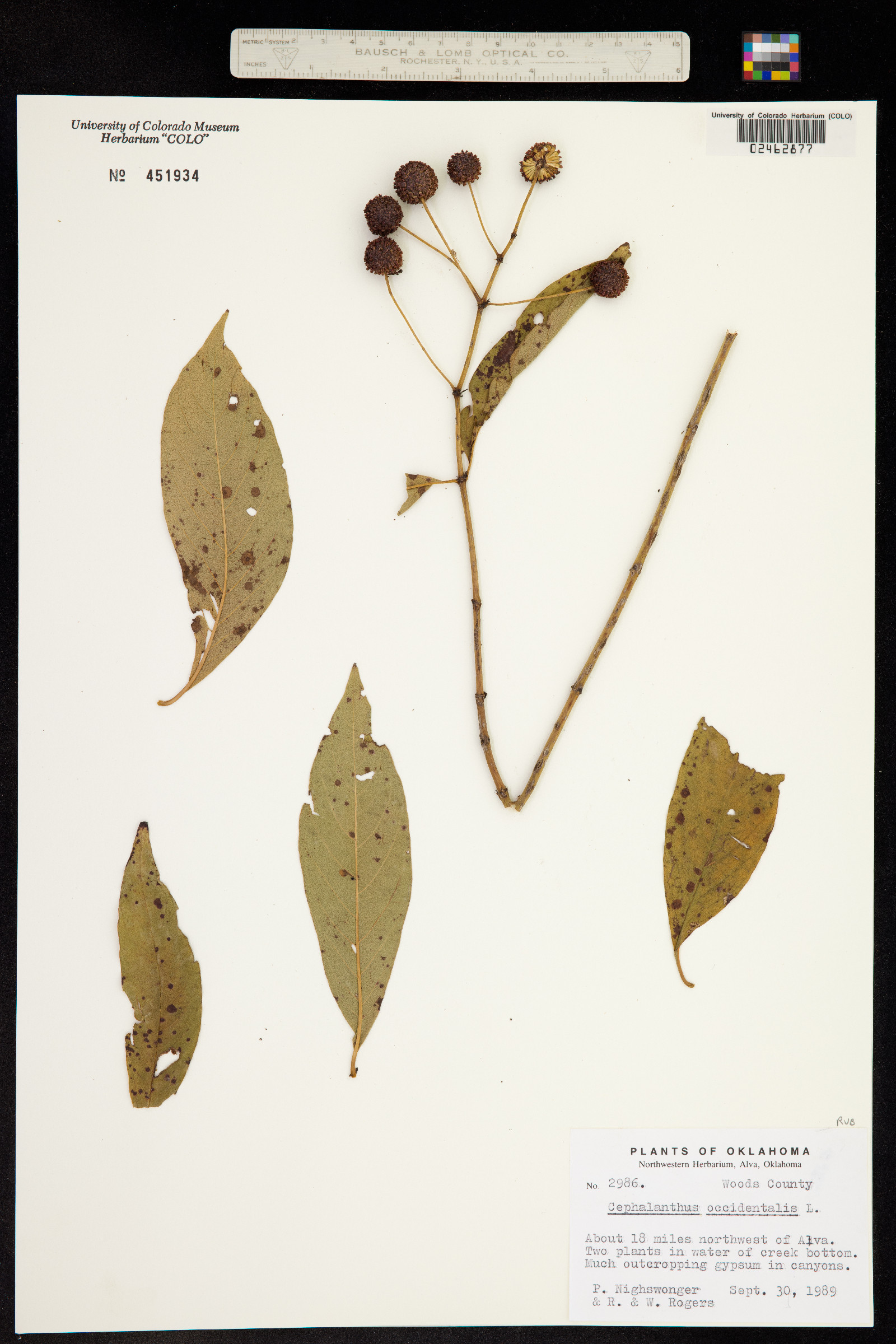 Cephalanthus occidentalis image