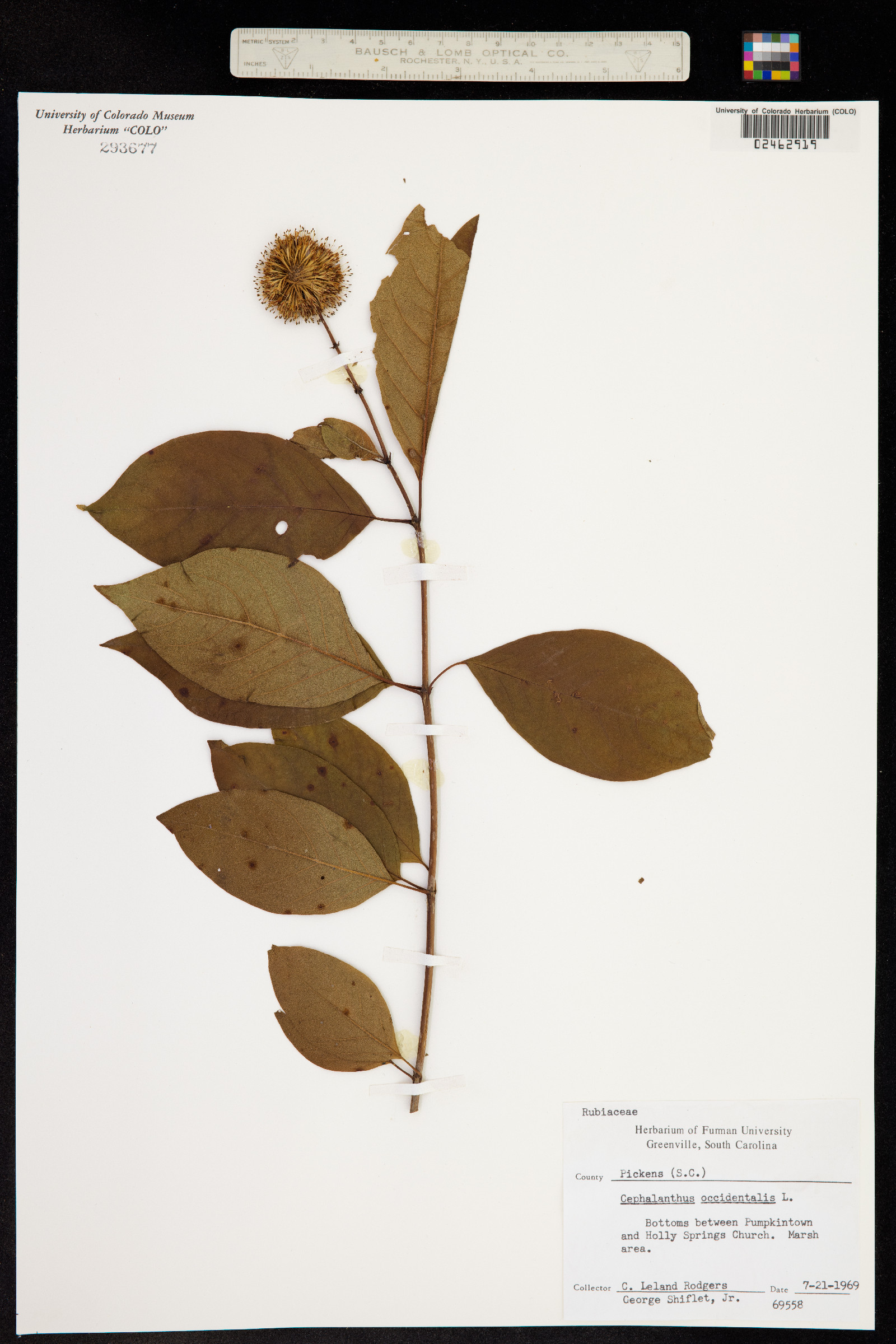 Cephalanthus occidentalis image