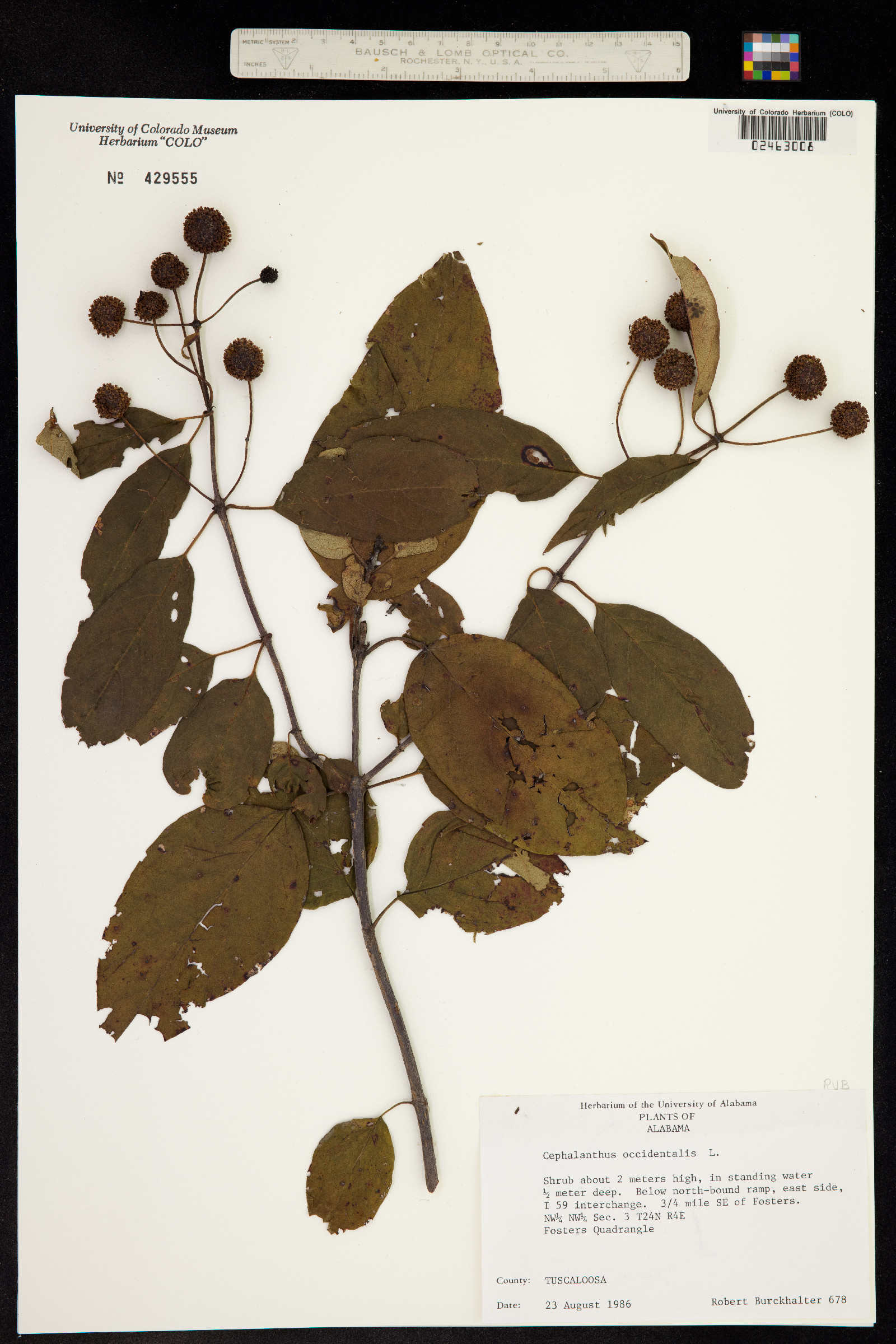 Cephalanthus occidentalis image