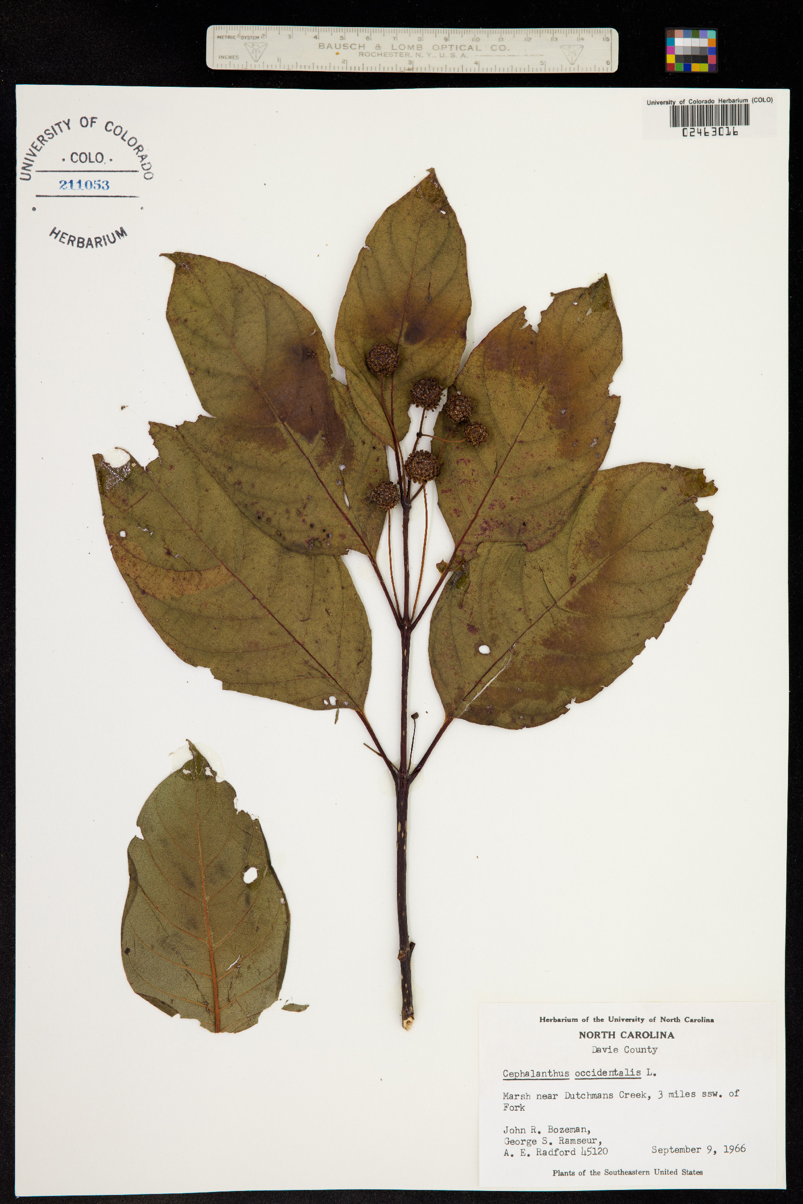Cephalanthus occidentalis image