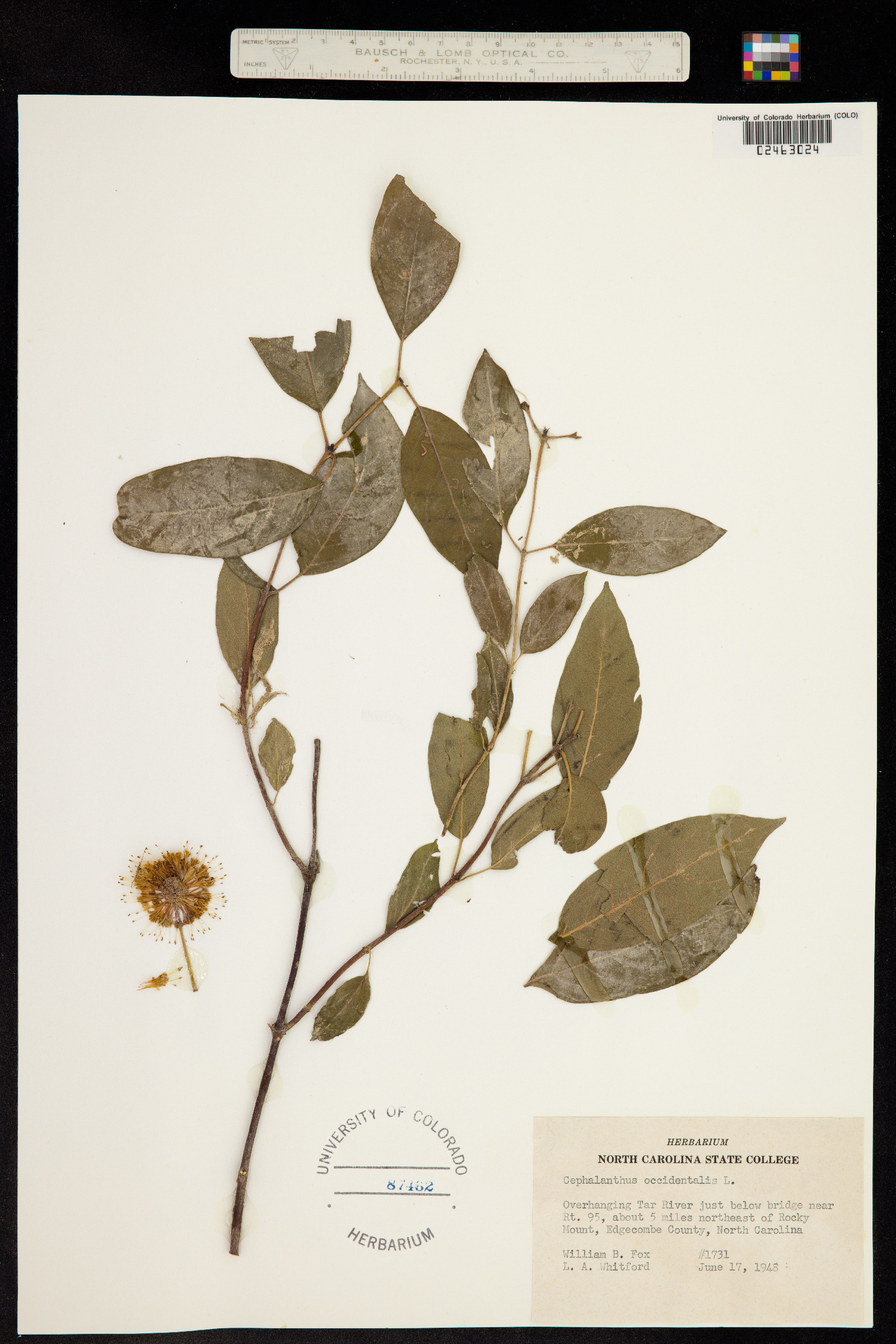Cephalanthus image