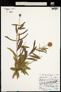 Image of Cephalanthus salicifolius