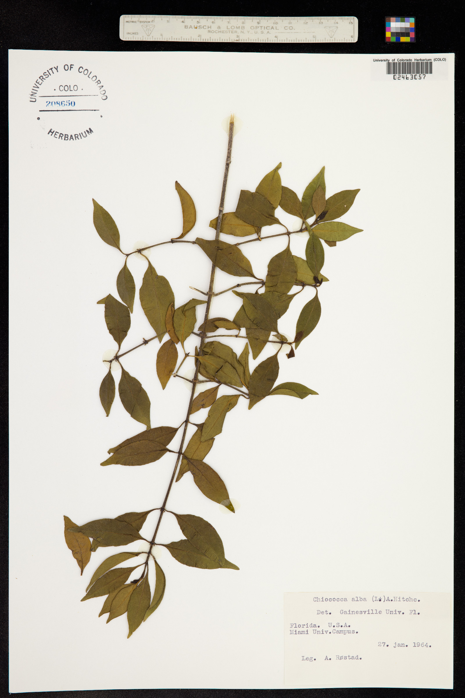 Chiococca alba image