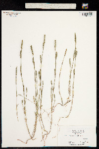 Image of Crucianella angustifolia