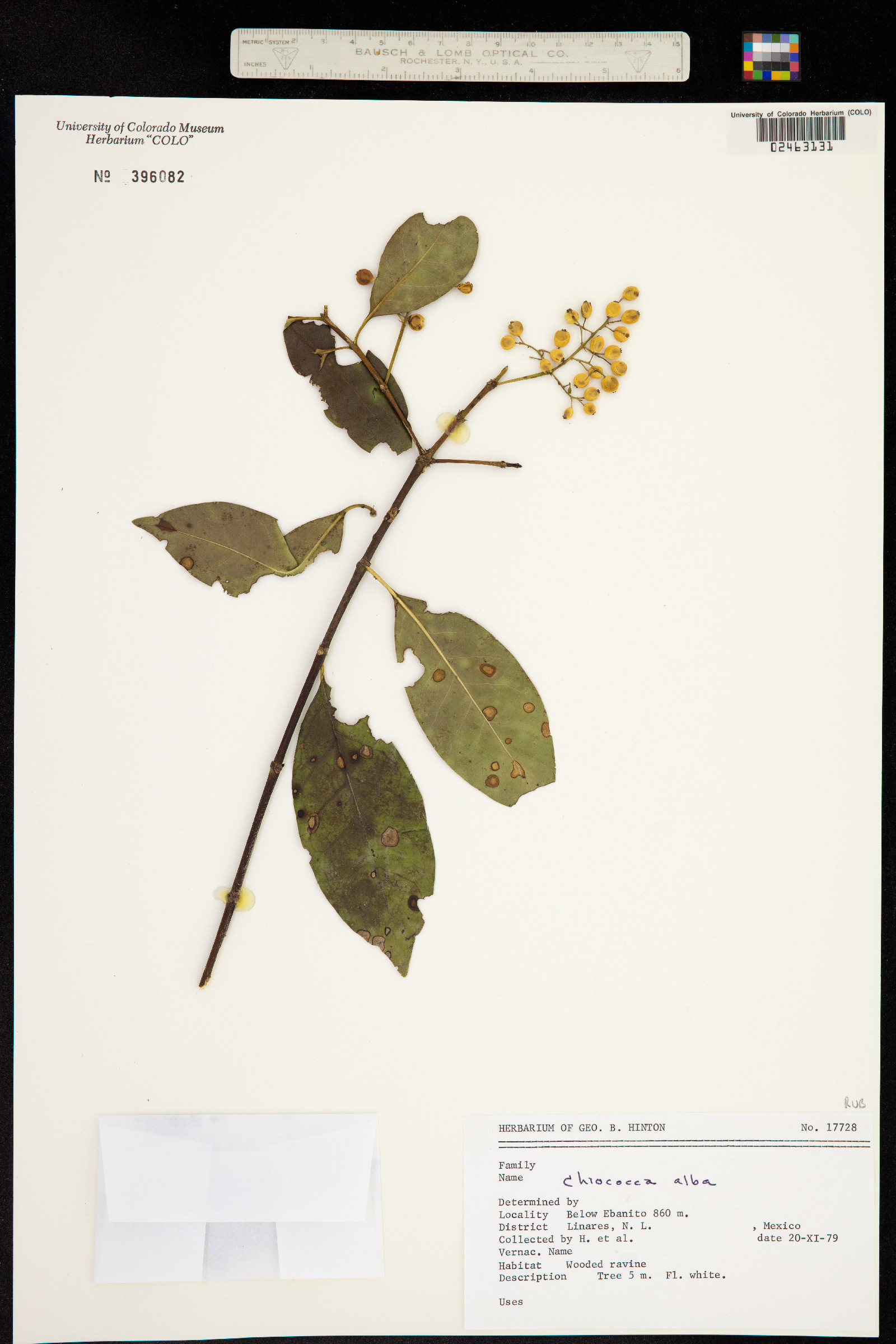 Chiococca alba image