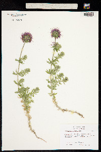 Phuopsis stylosa image