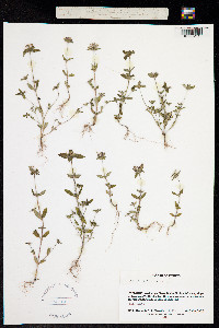 Crusea brachyphylla image