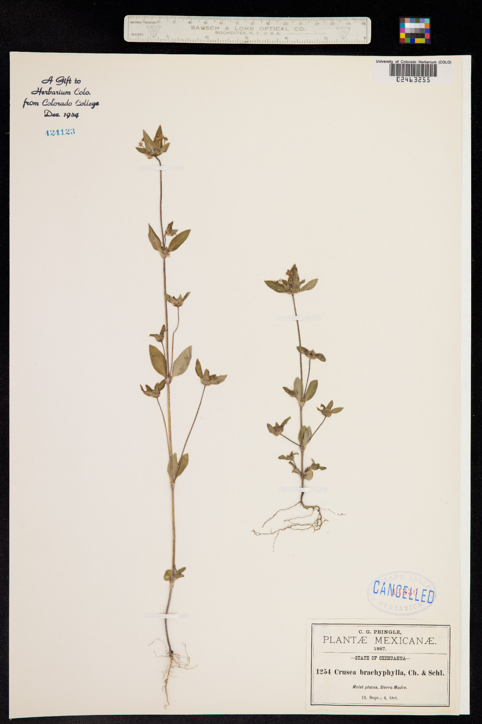 Crusea brachyphylla image