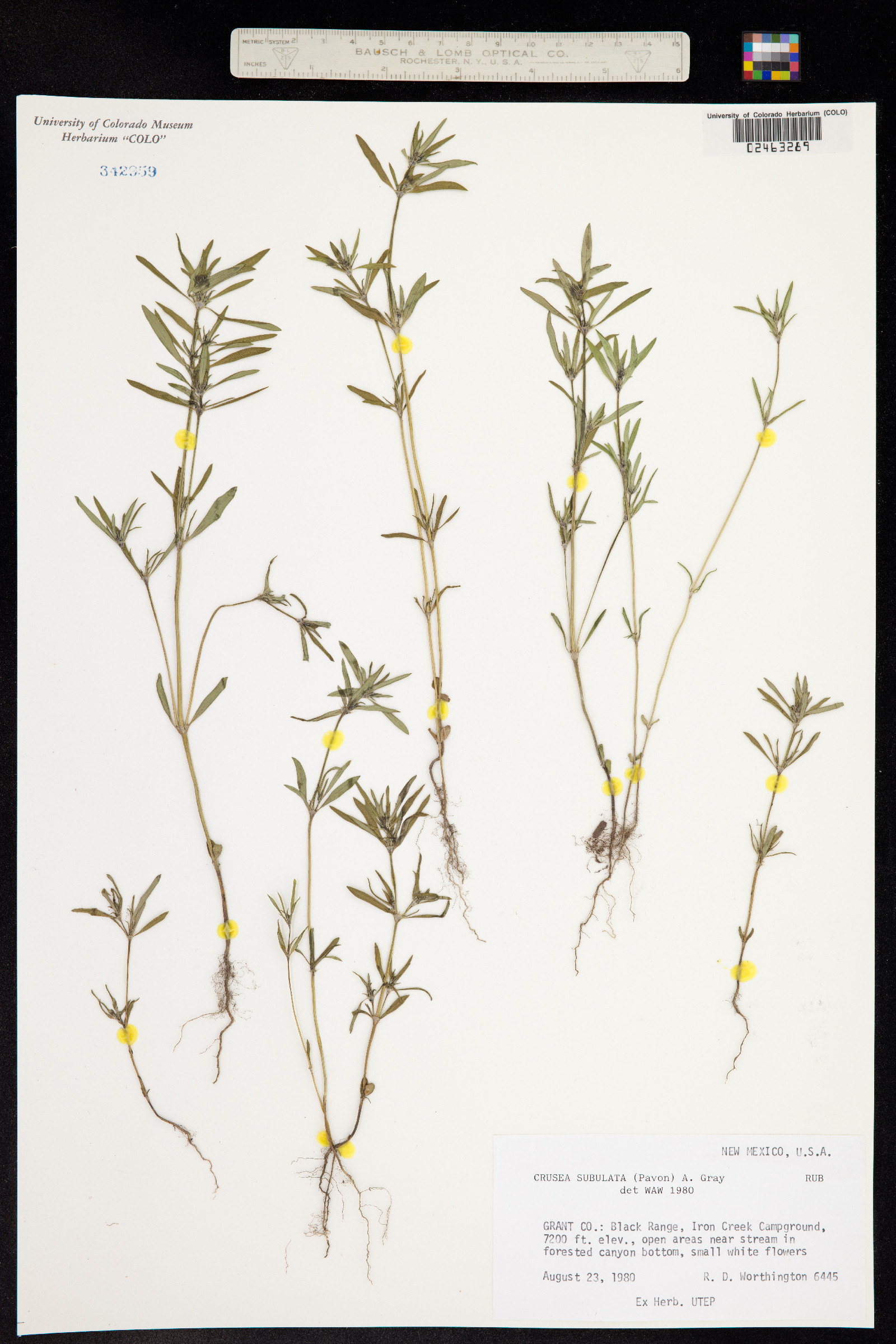 Crusea diversifolia image