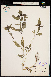Image of Crusea megalocarpa
