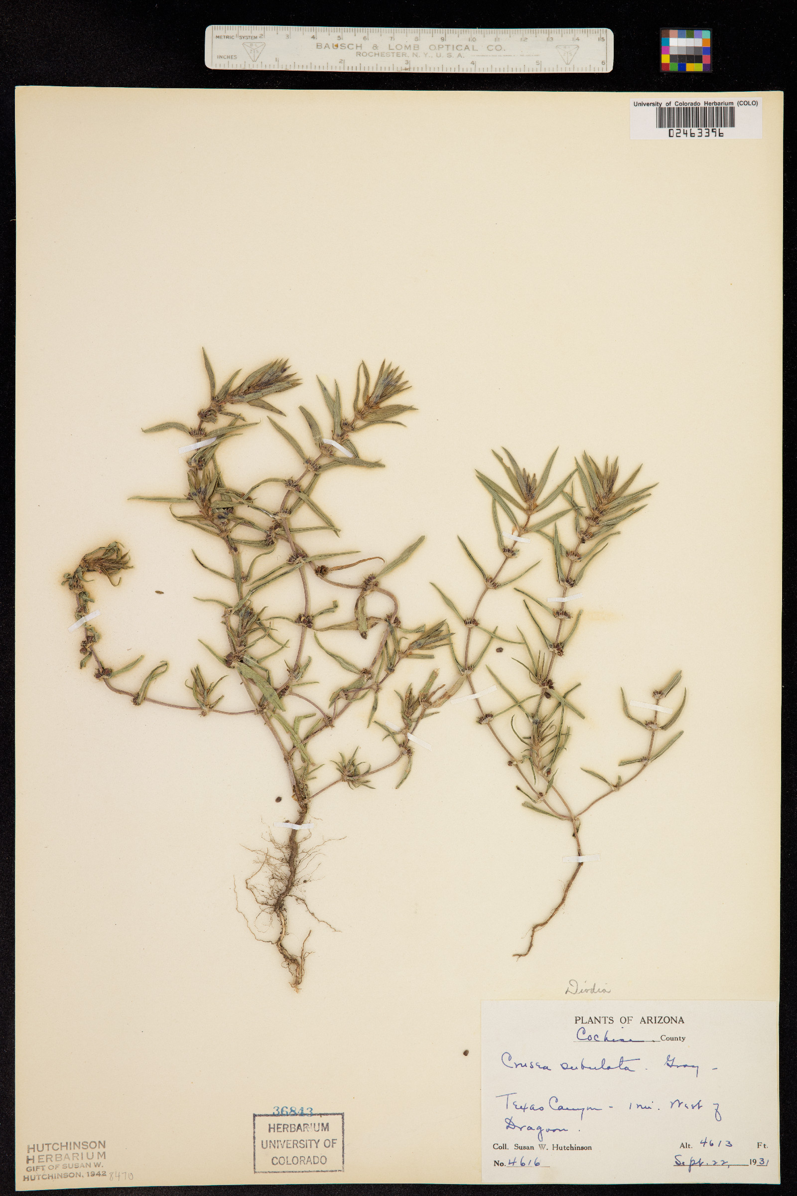 Crusea diversifolia image