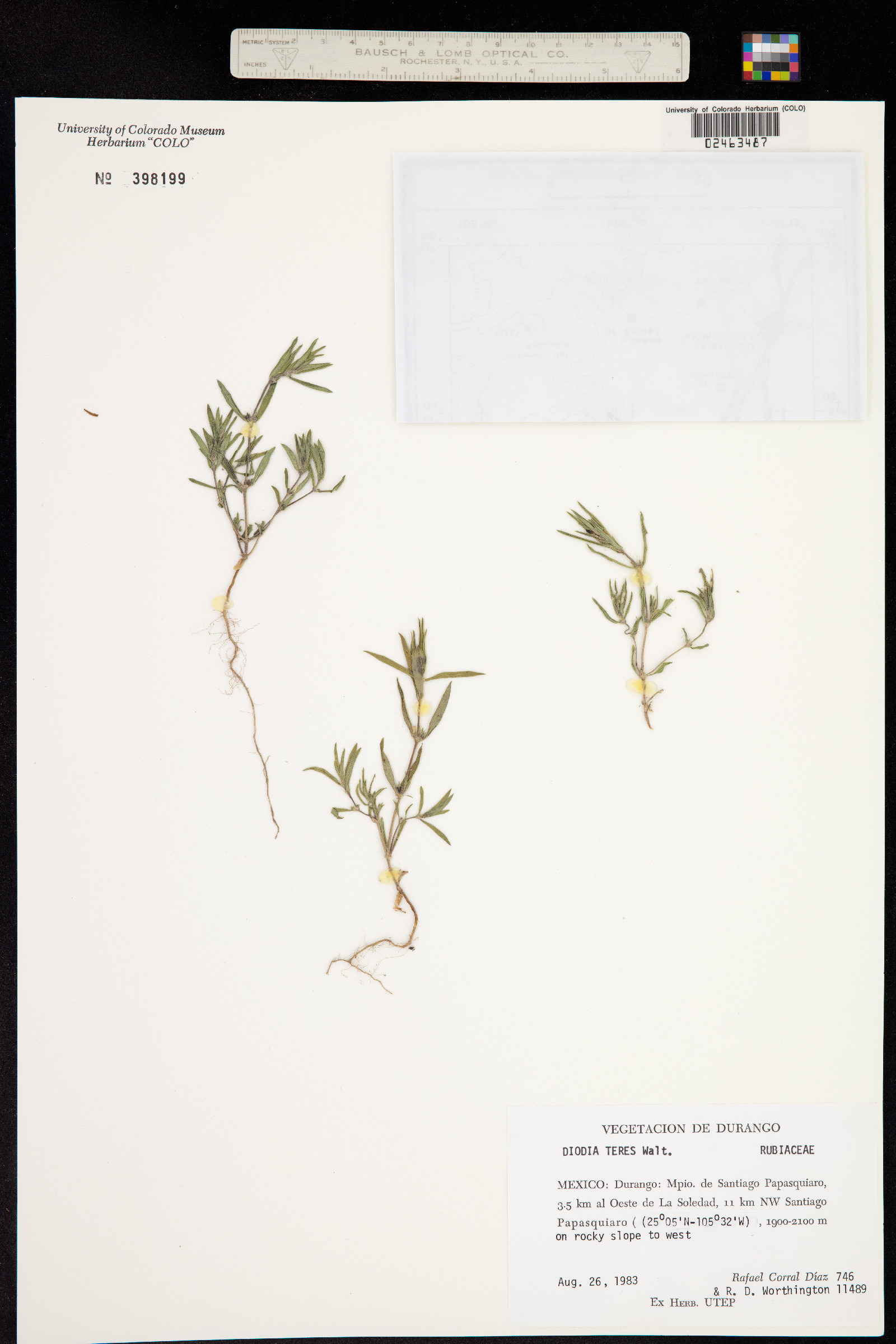 Diodella teres image