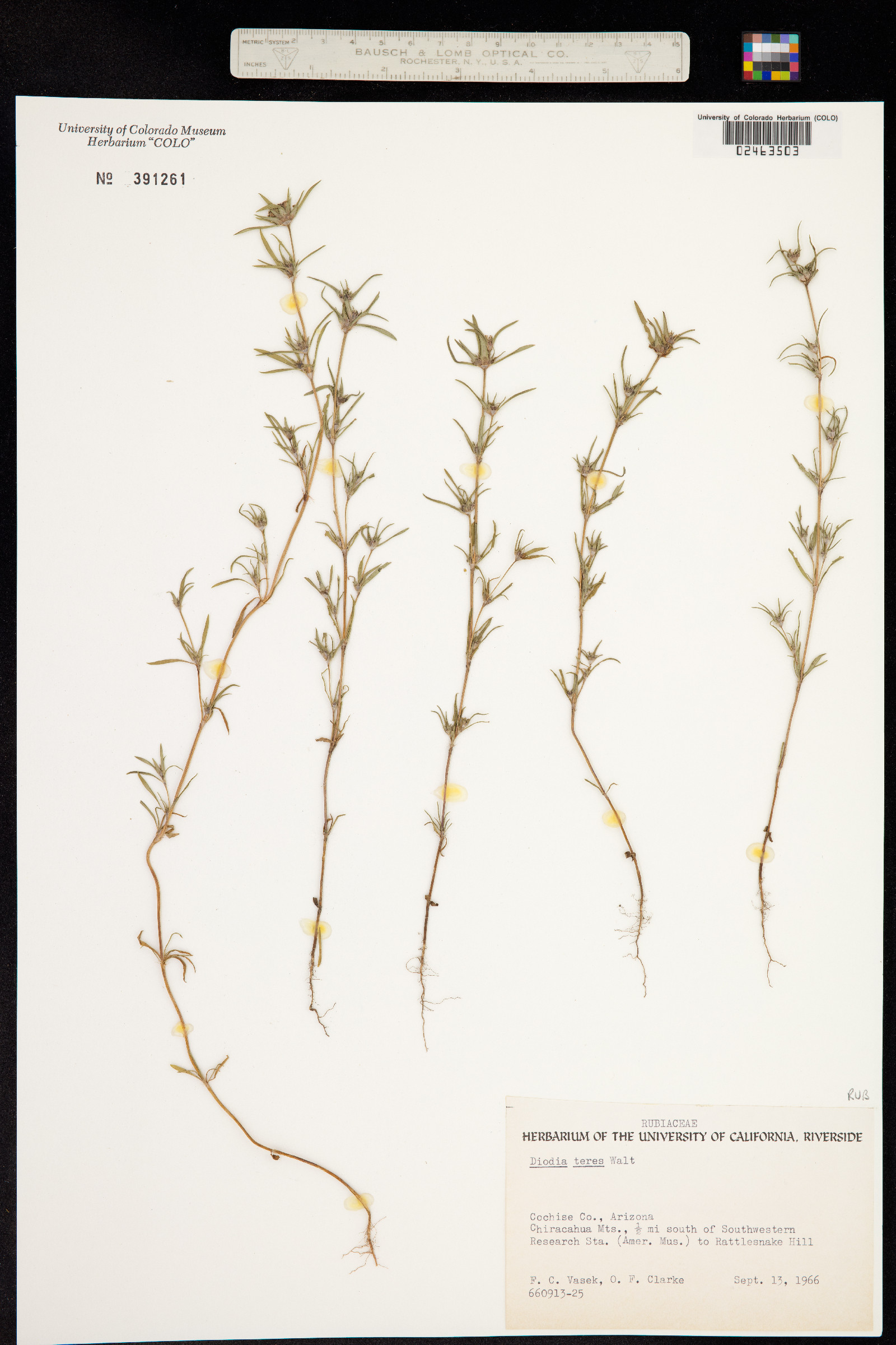 Diodella teres image