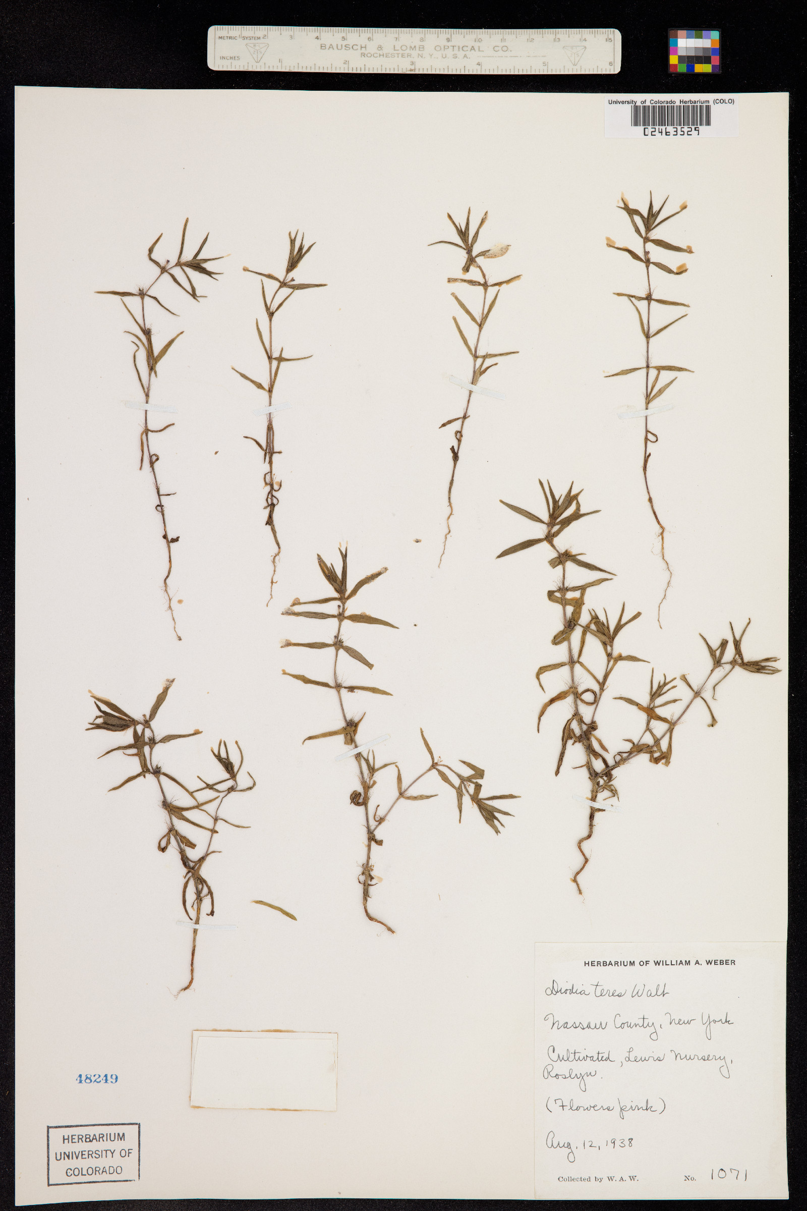 Diodella teres image