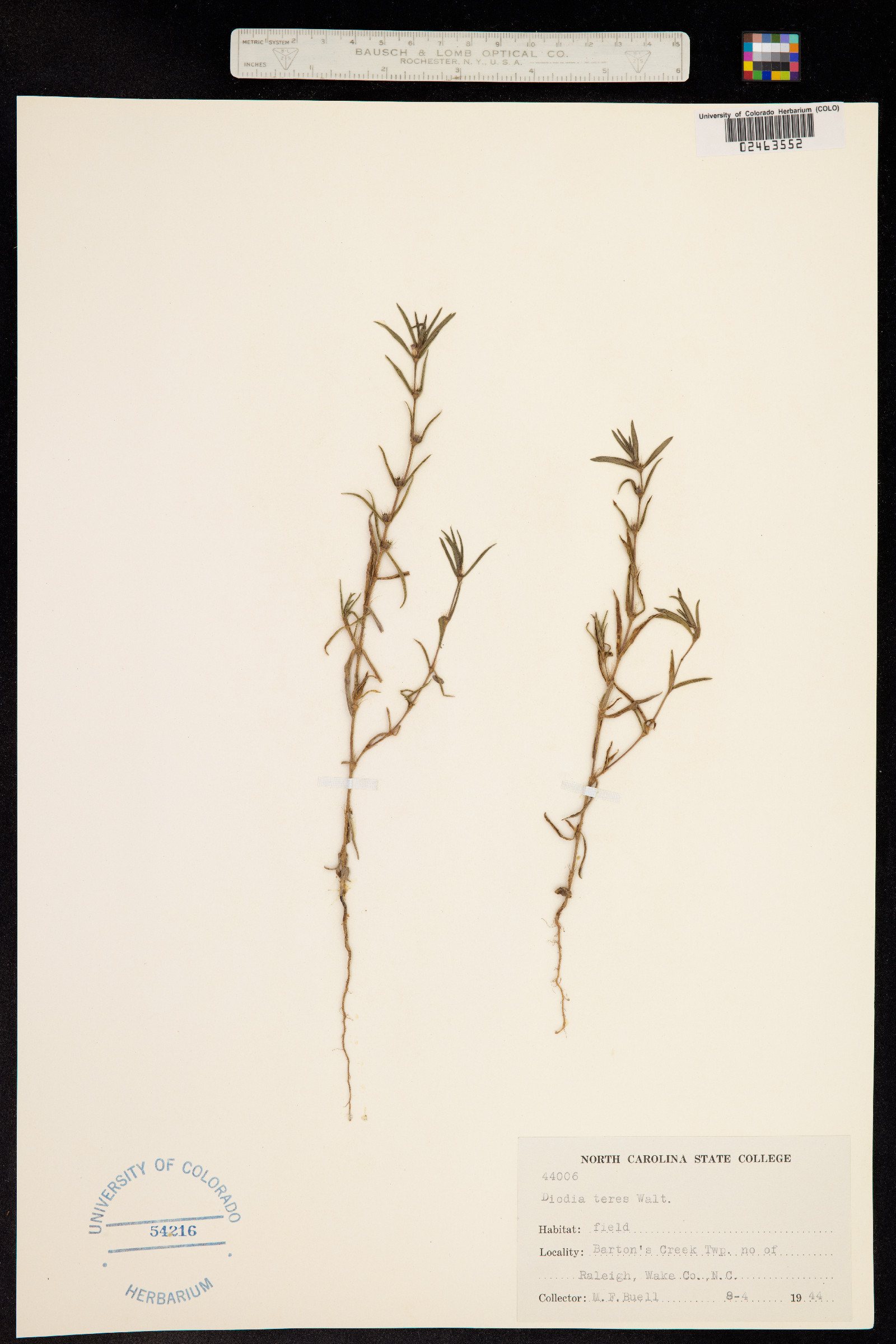 Diodella teres image