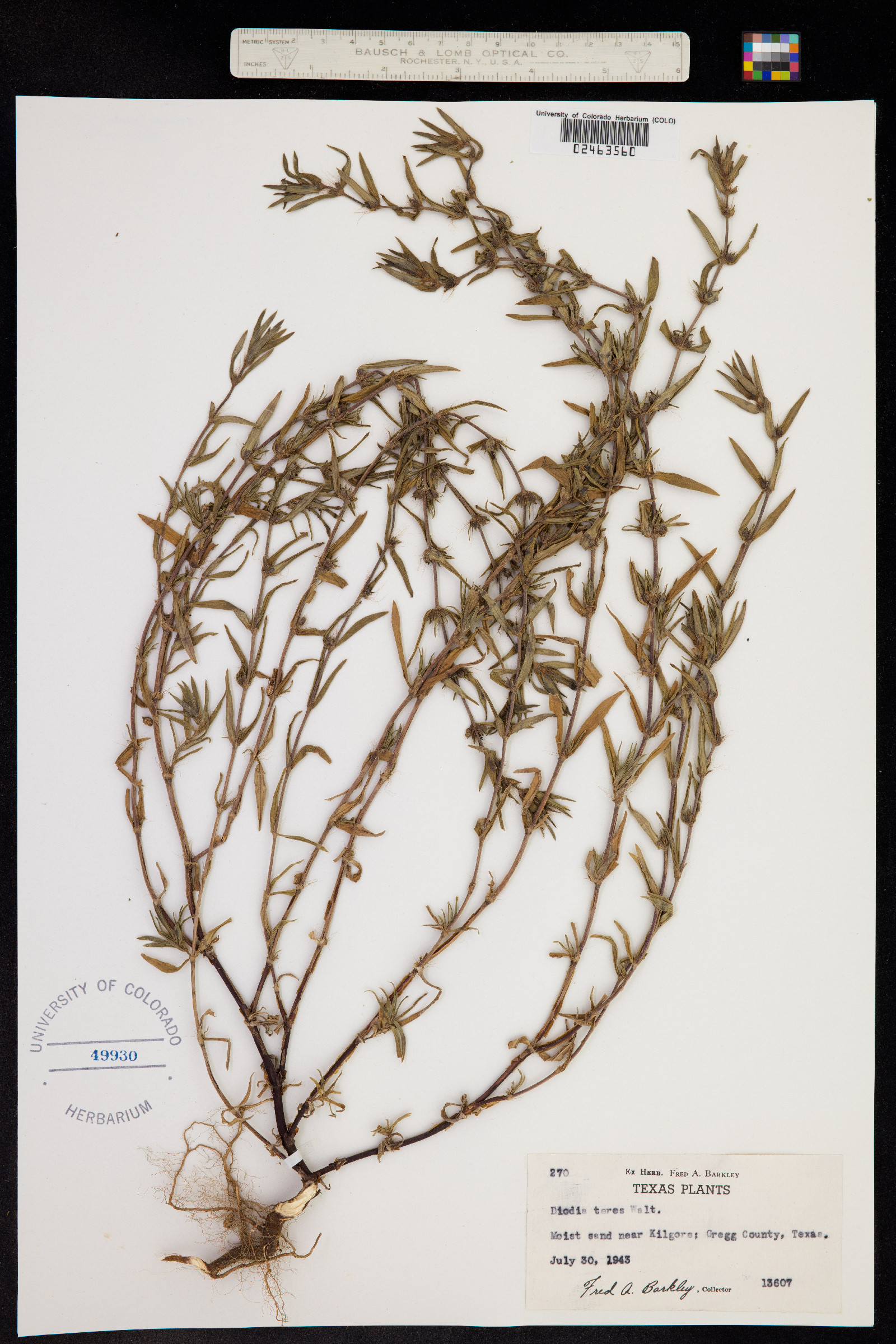 Diodella teres image