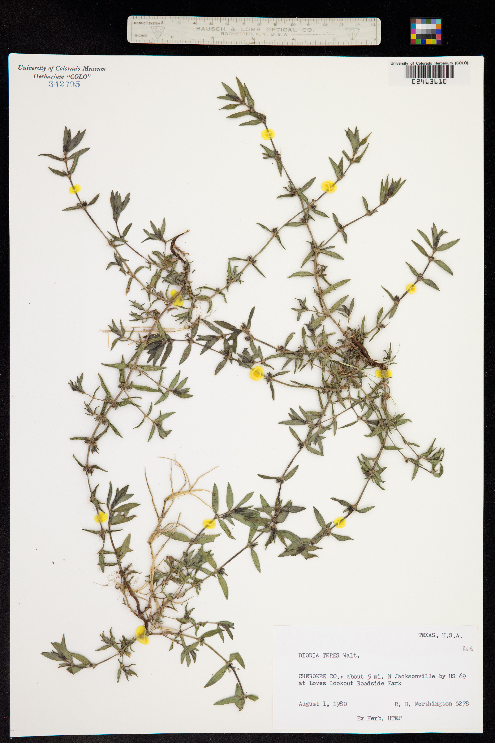 Diodella teres image