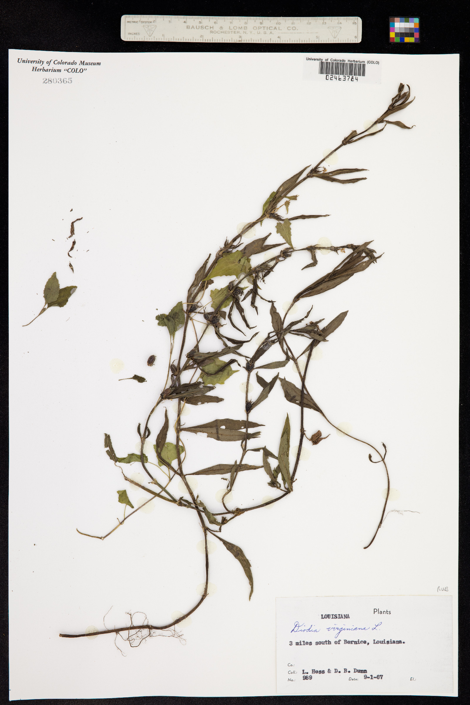 Diodia virginiana image