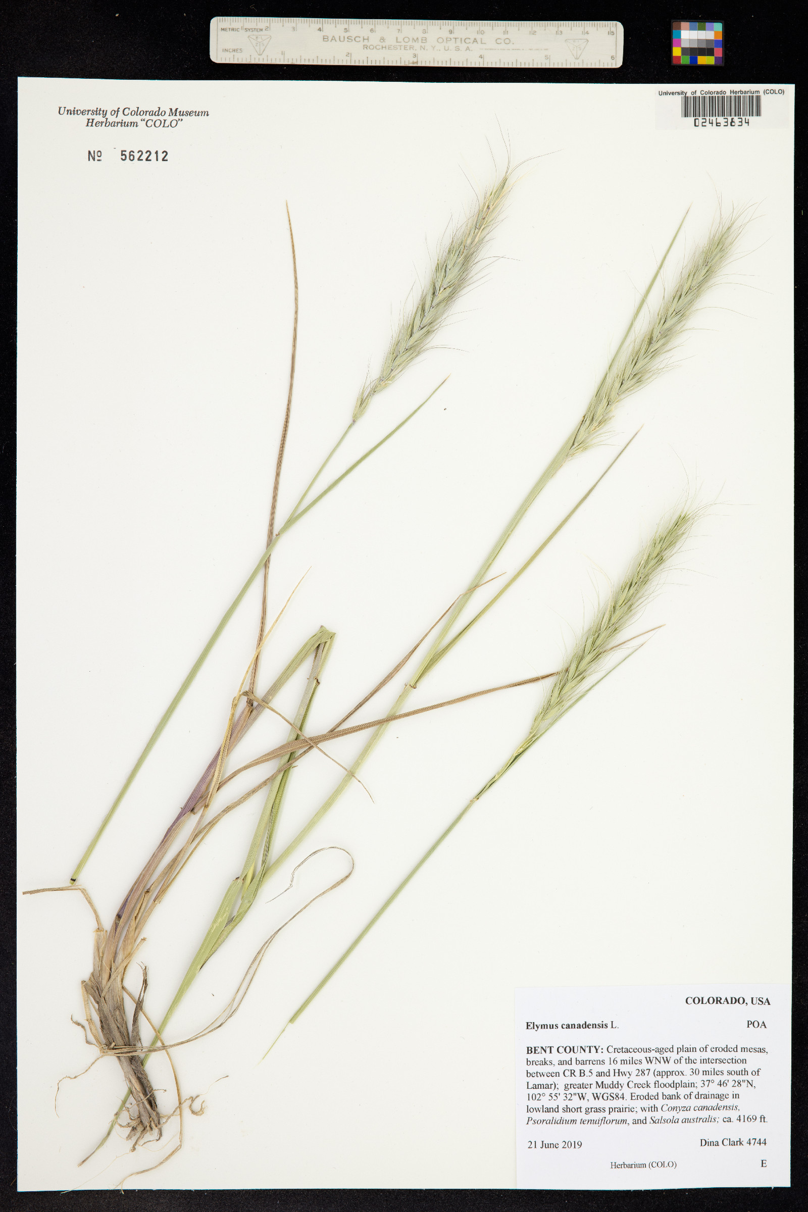 Elymus canadensis image