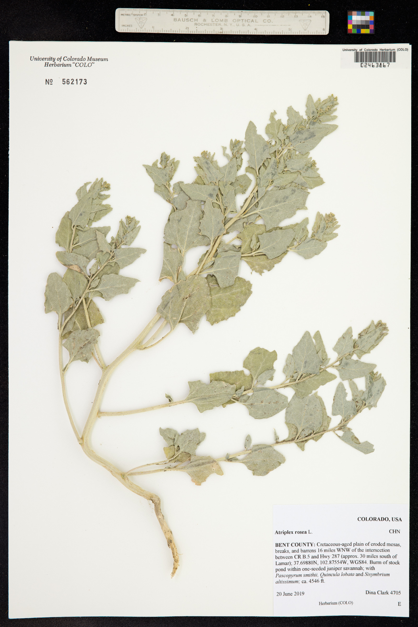 Atriplex rosea image