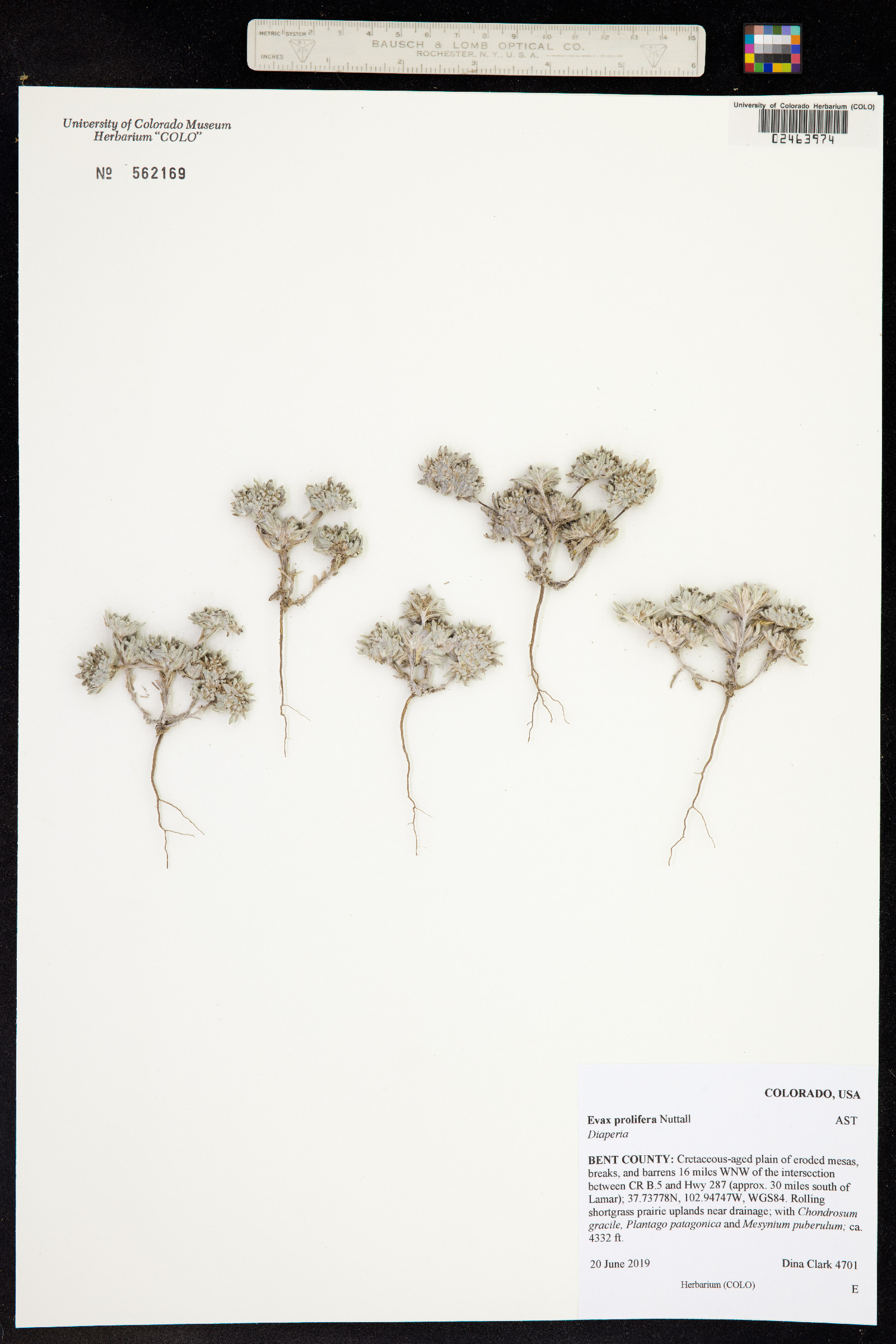 Evax prolifera image