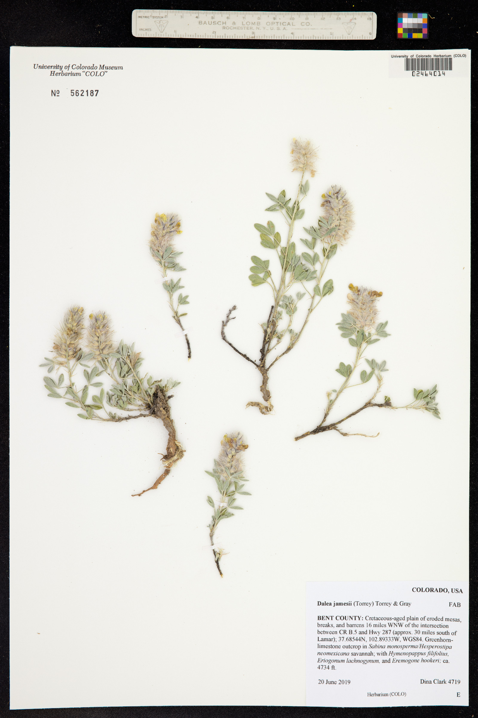 Dalea jamesii image