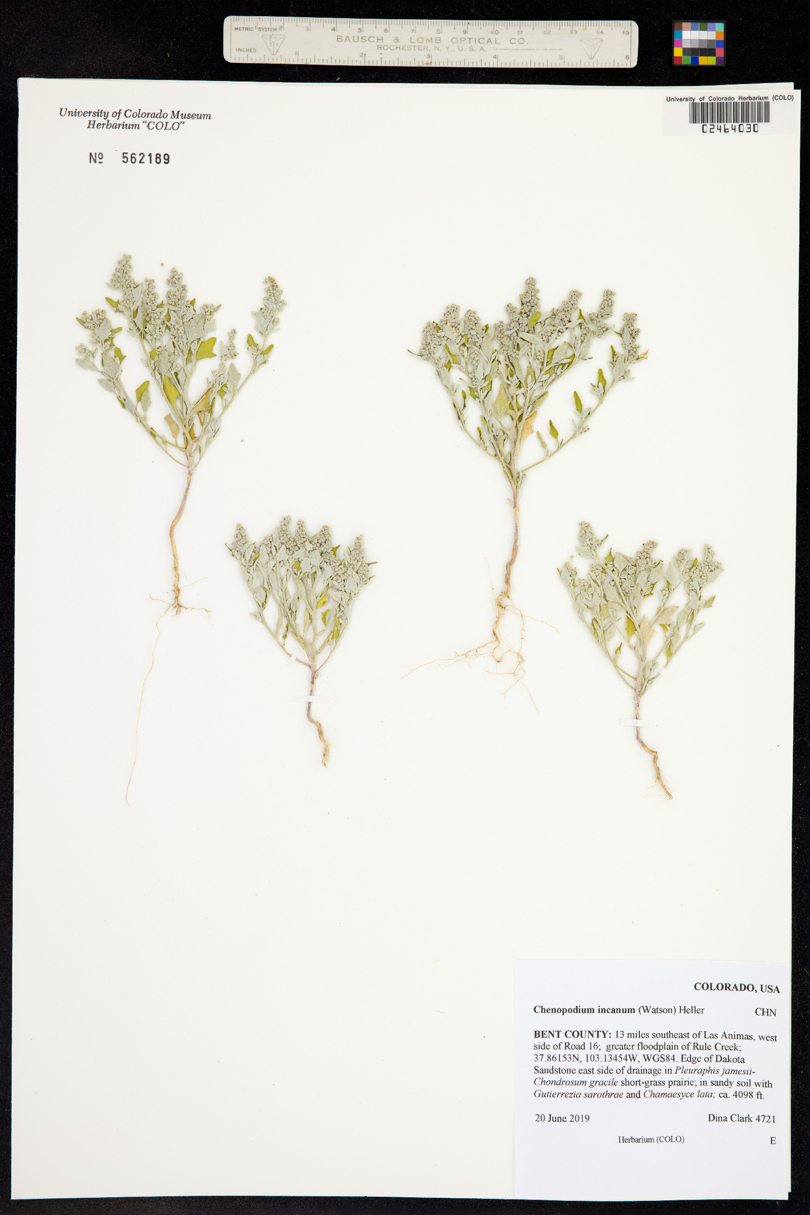 Chenopodium incanum image