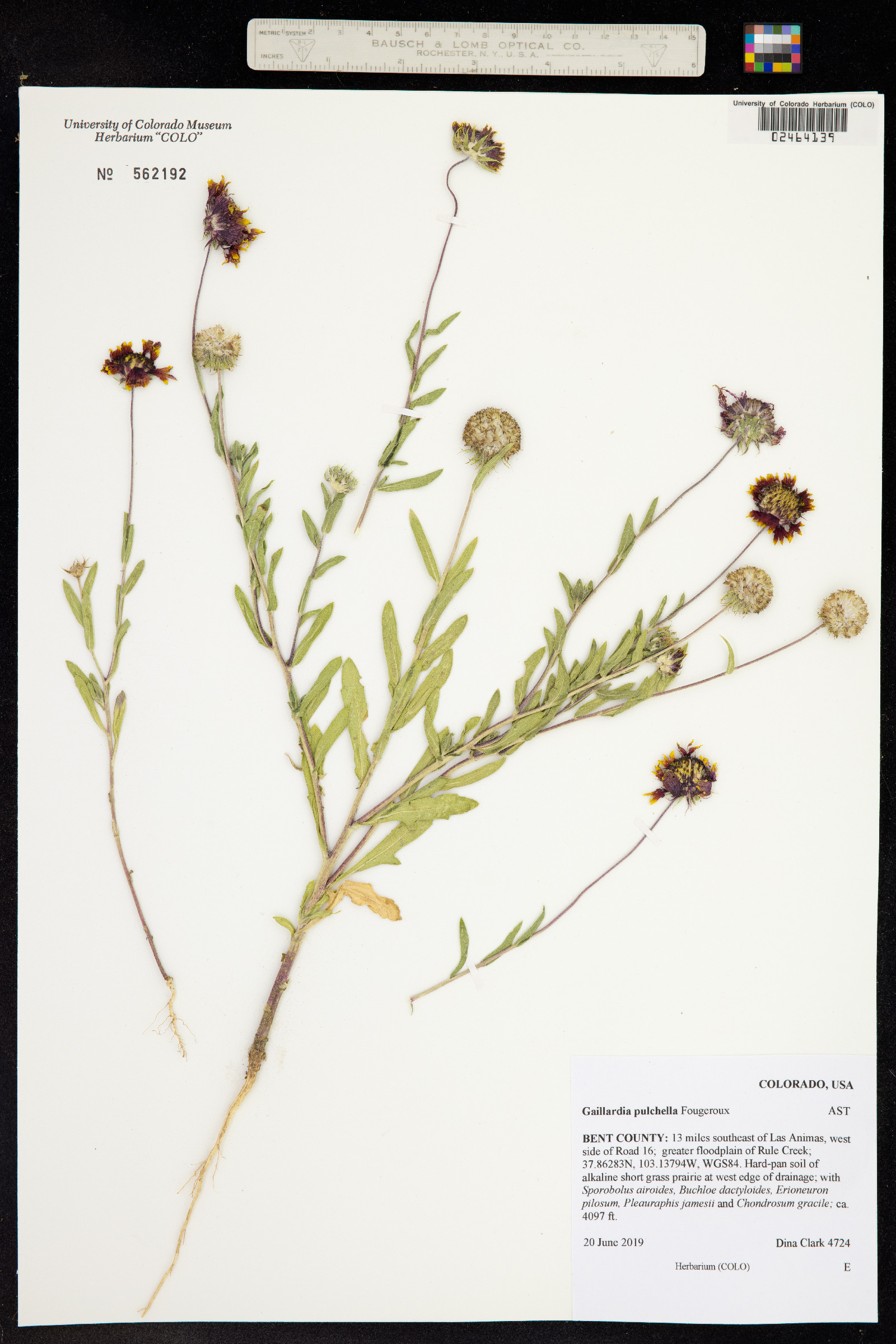 Gaillardia pulchella image