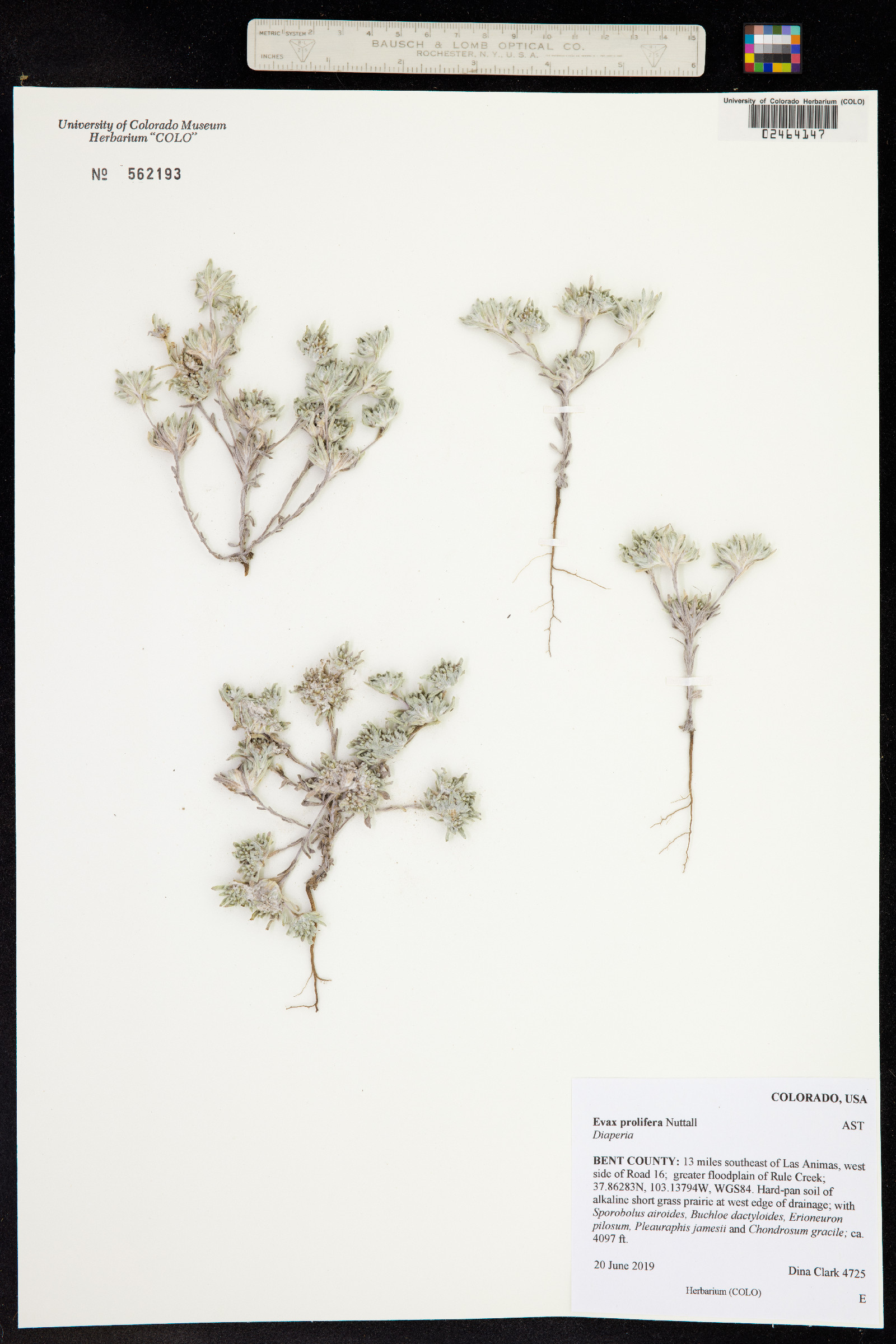 Evax prolifera image