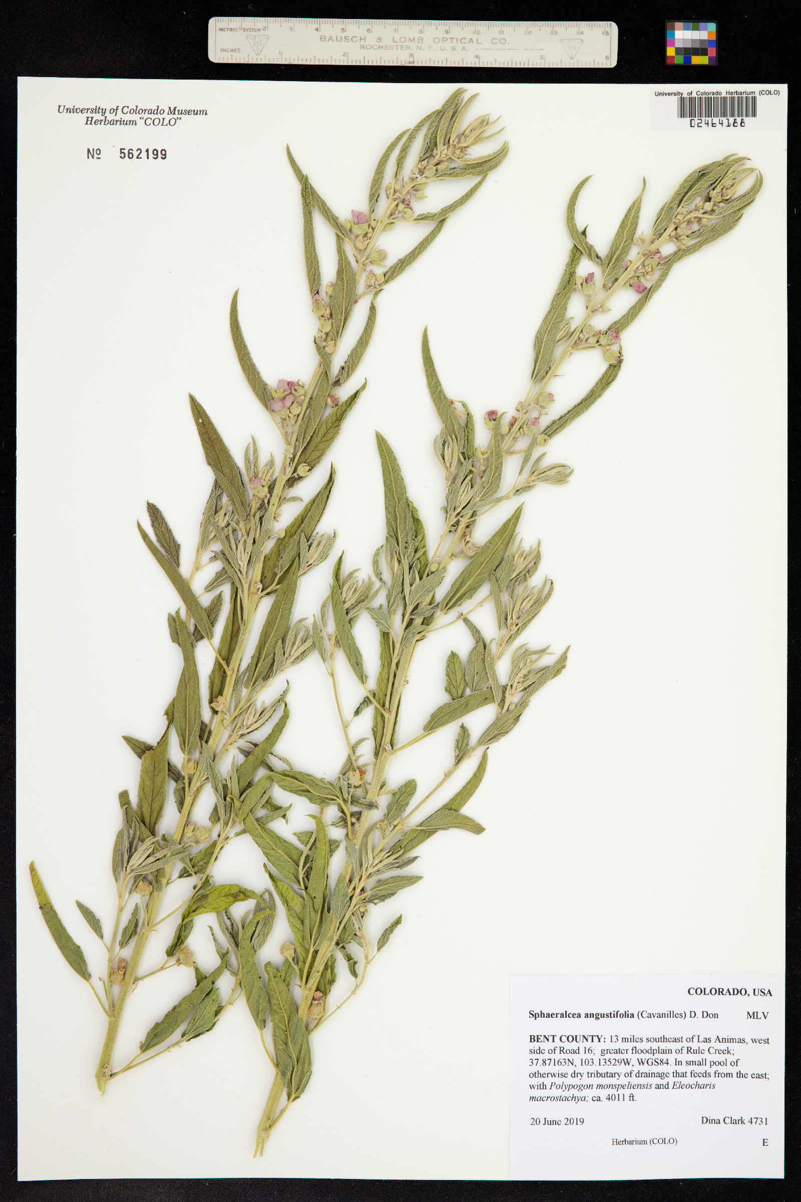 Sphaeralcea angustifolia image