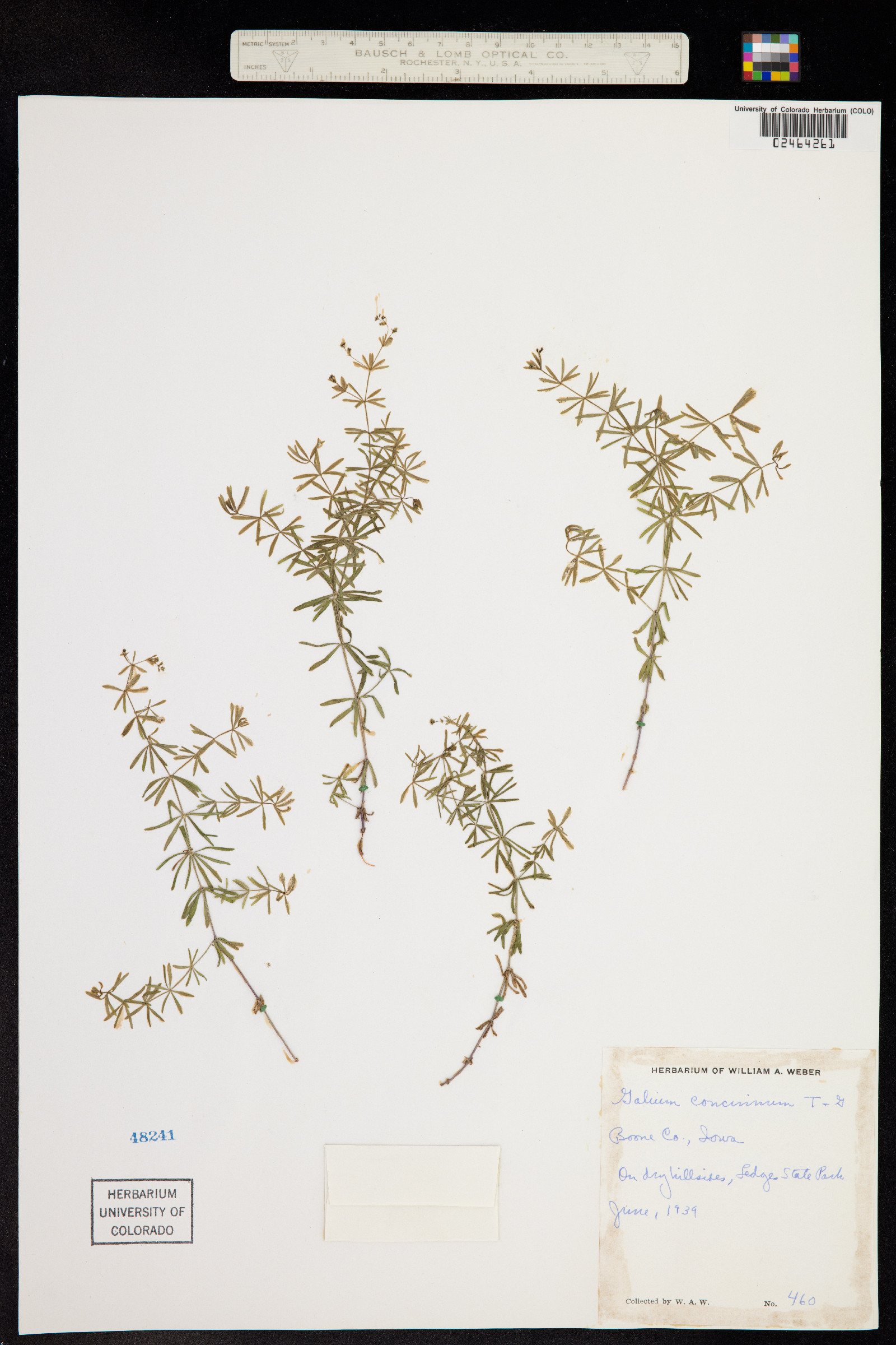 Galium concinnum image