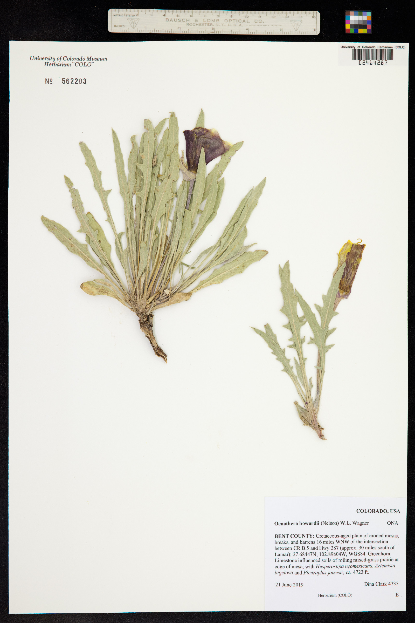 Oenothera howardii image