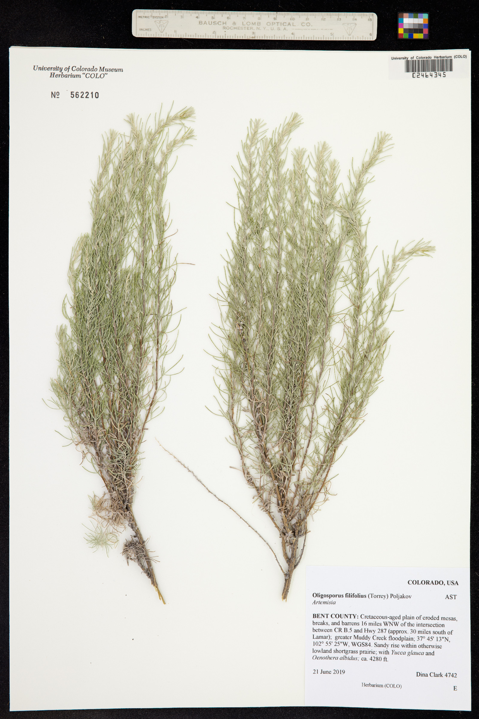 Artemisia filifolia image