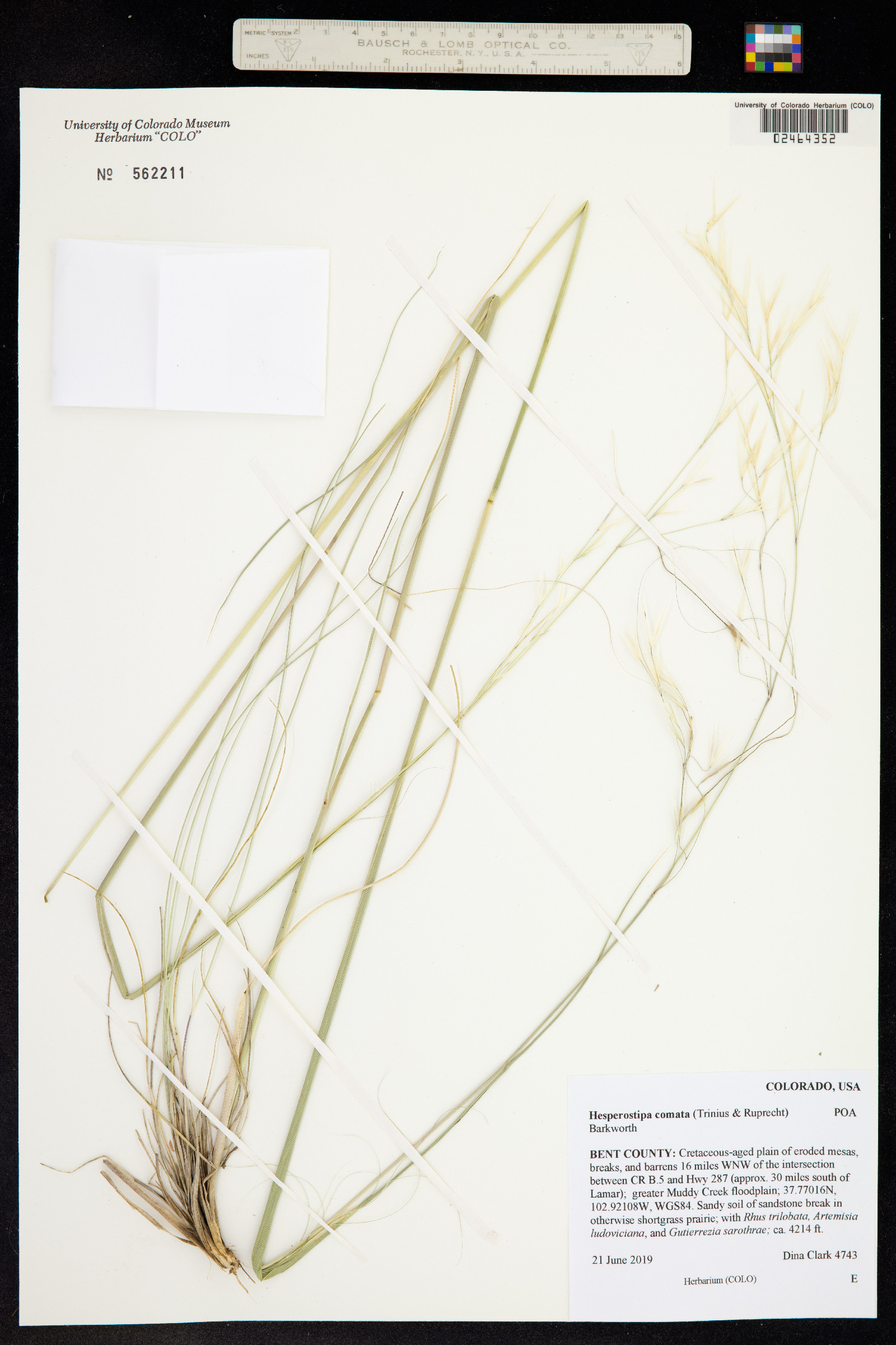 Hesperostipa comata image
