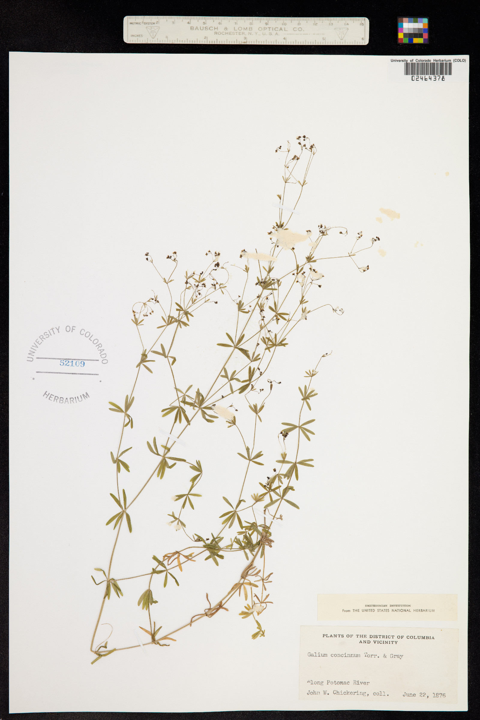 Galium concinnum image