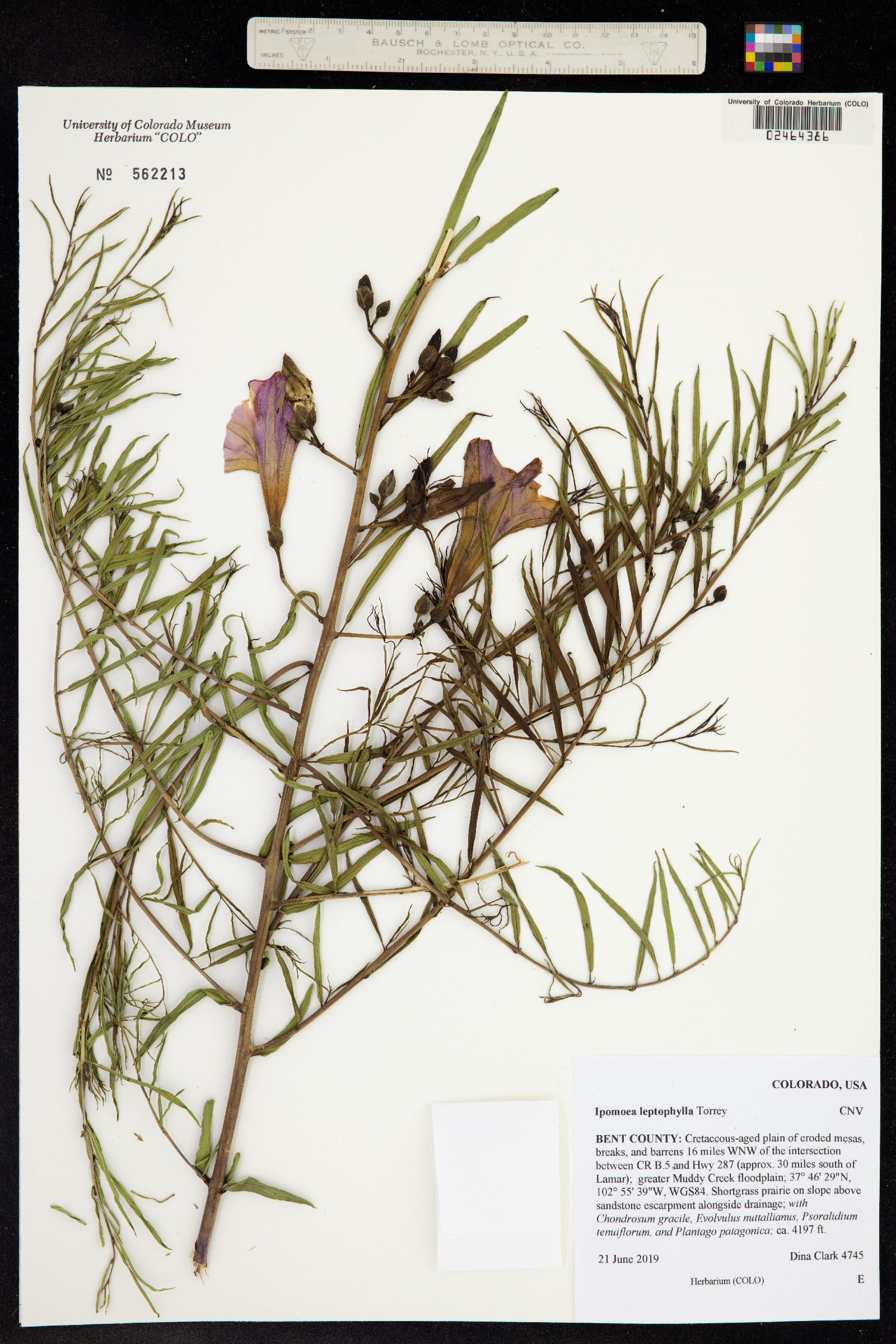 Ipomoea leptophylla image