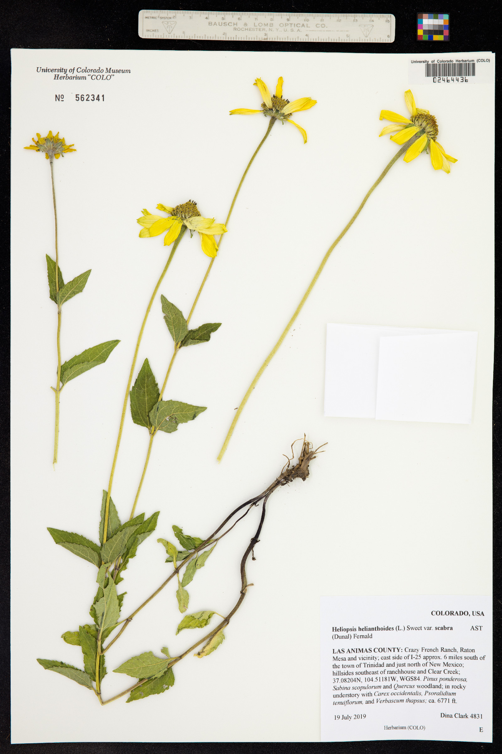 Heliopsis helianthoides var. scabra image