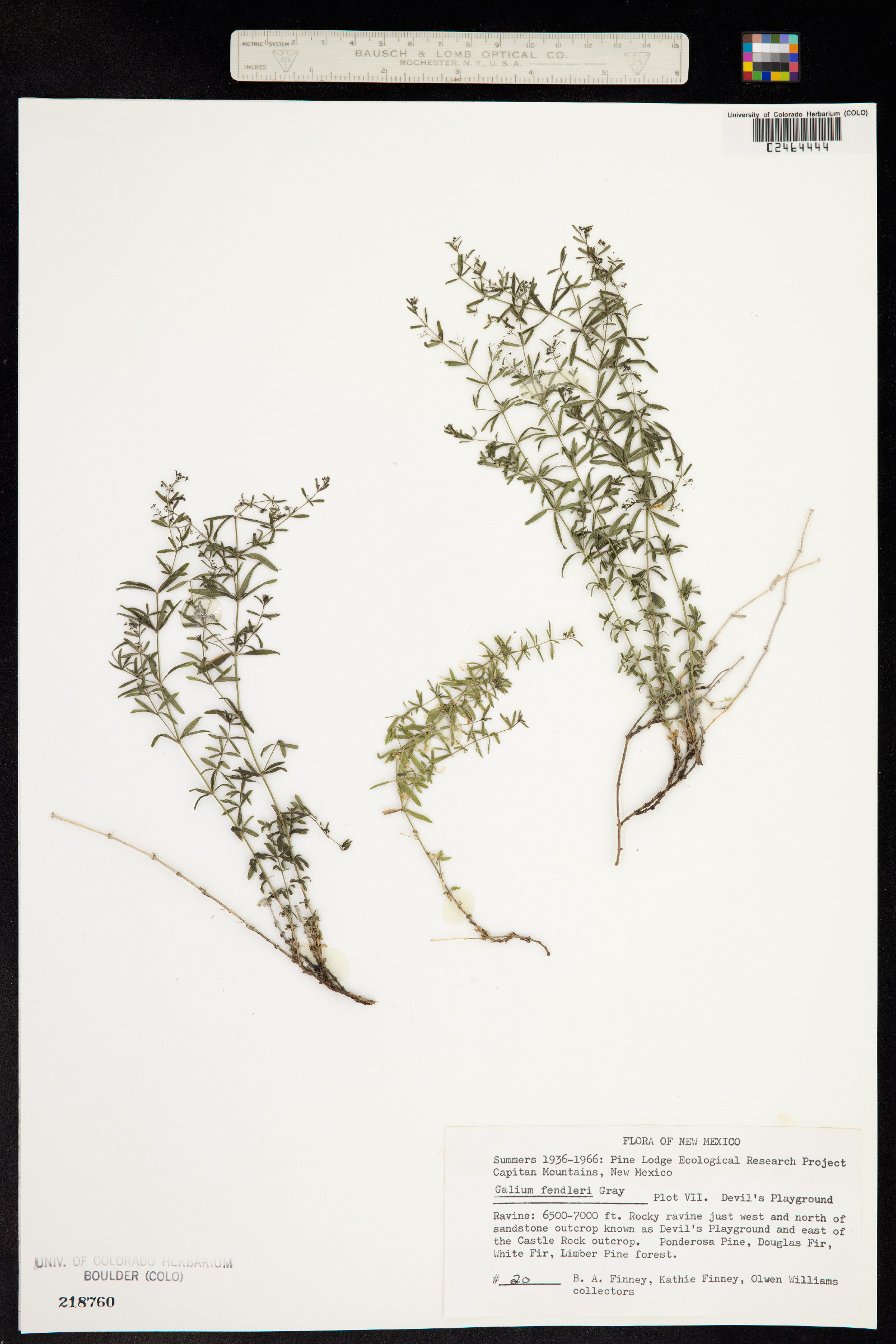 Galium fendleri image
