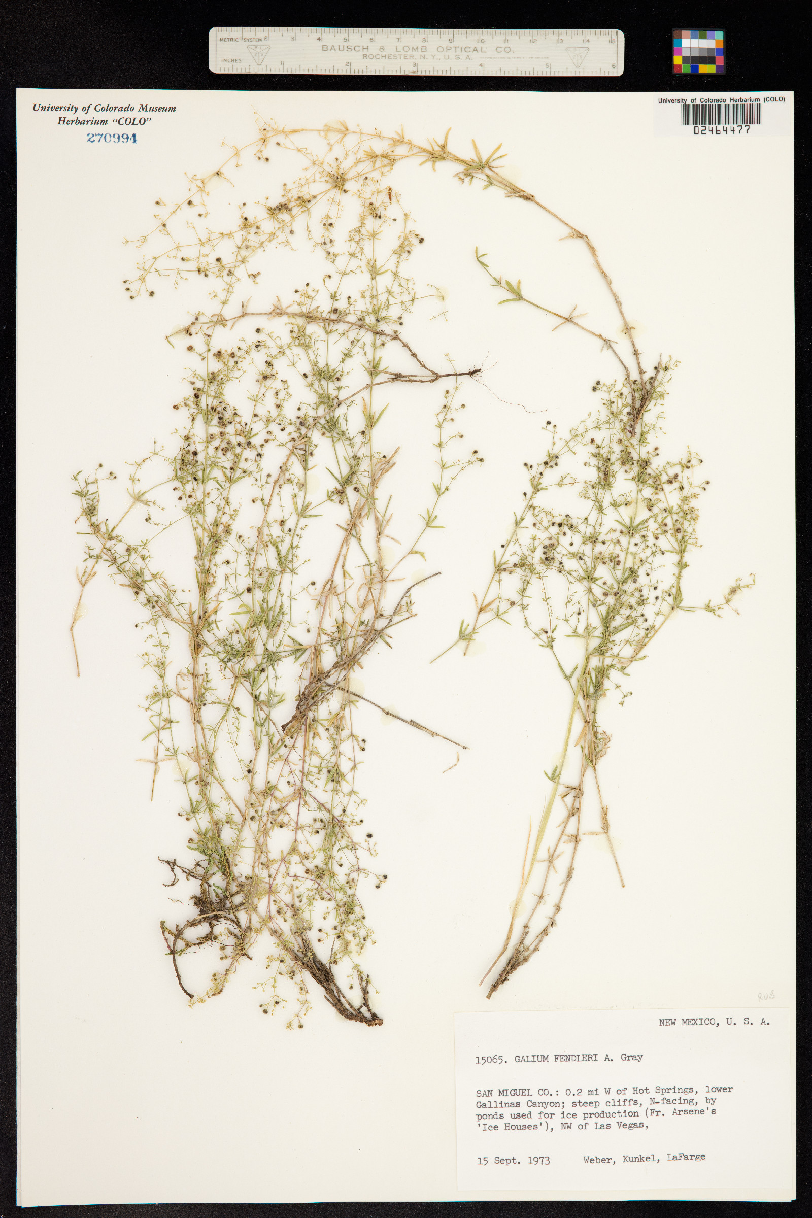 Galium fendleri image