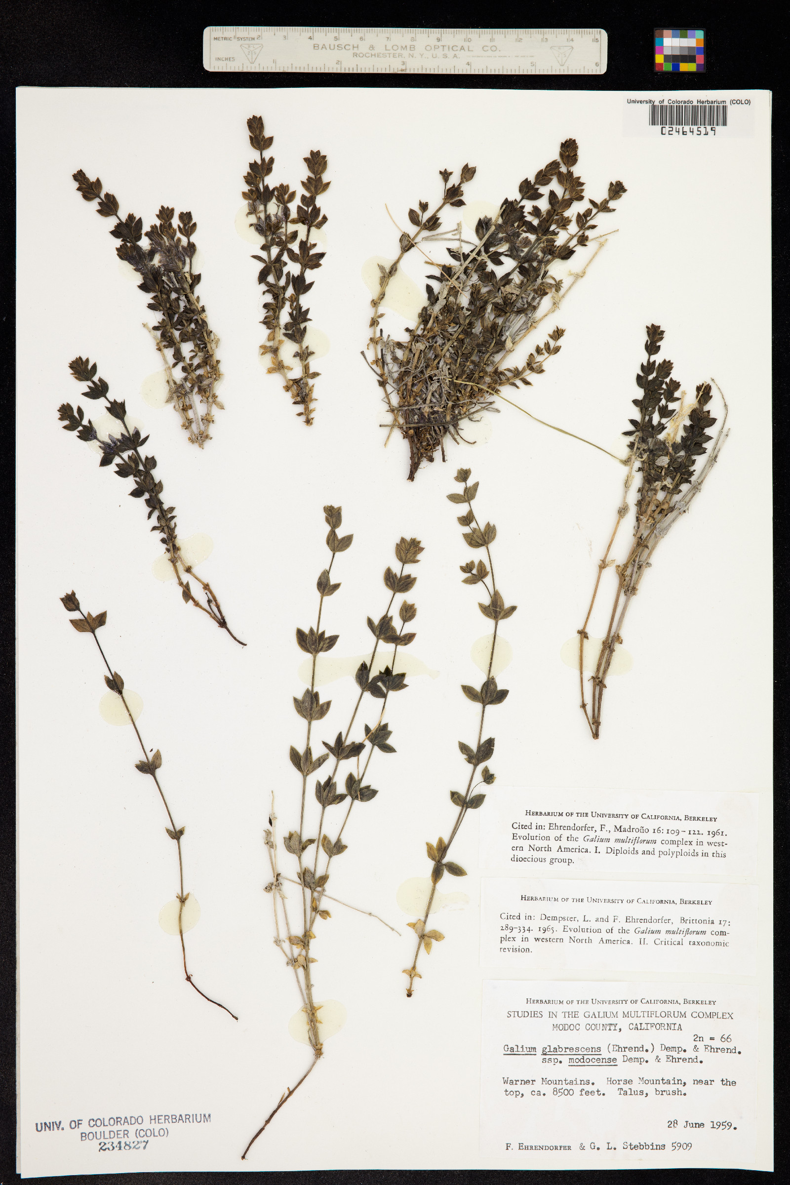 Galium glabrescens image