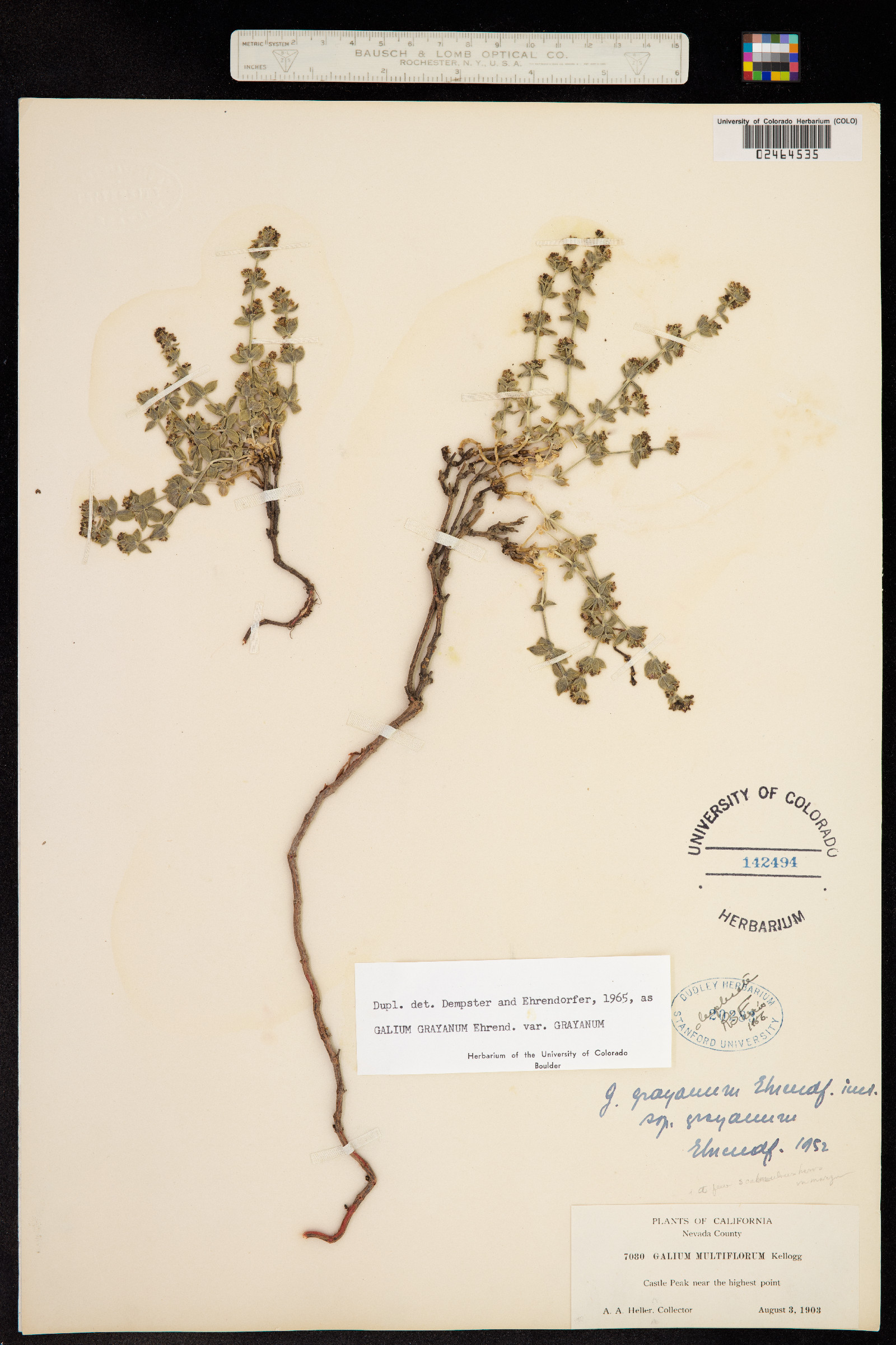 Galium grayanum image