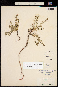 Image of Galium grayanum