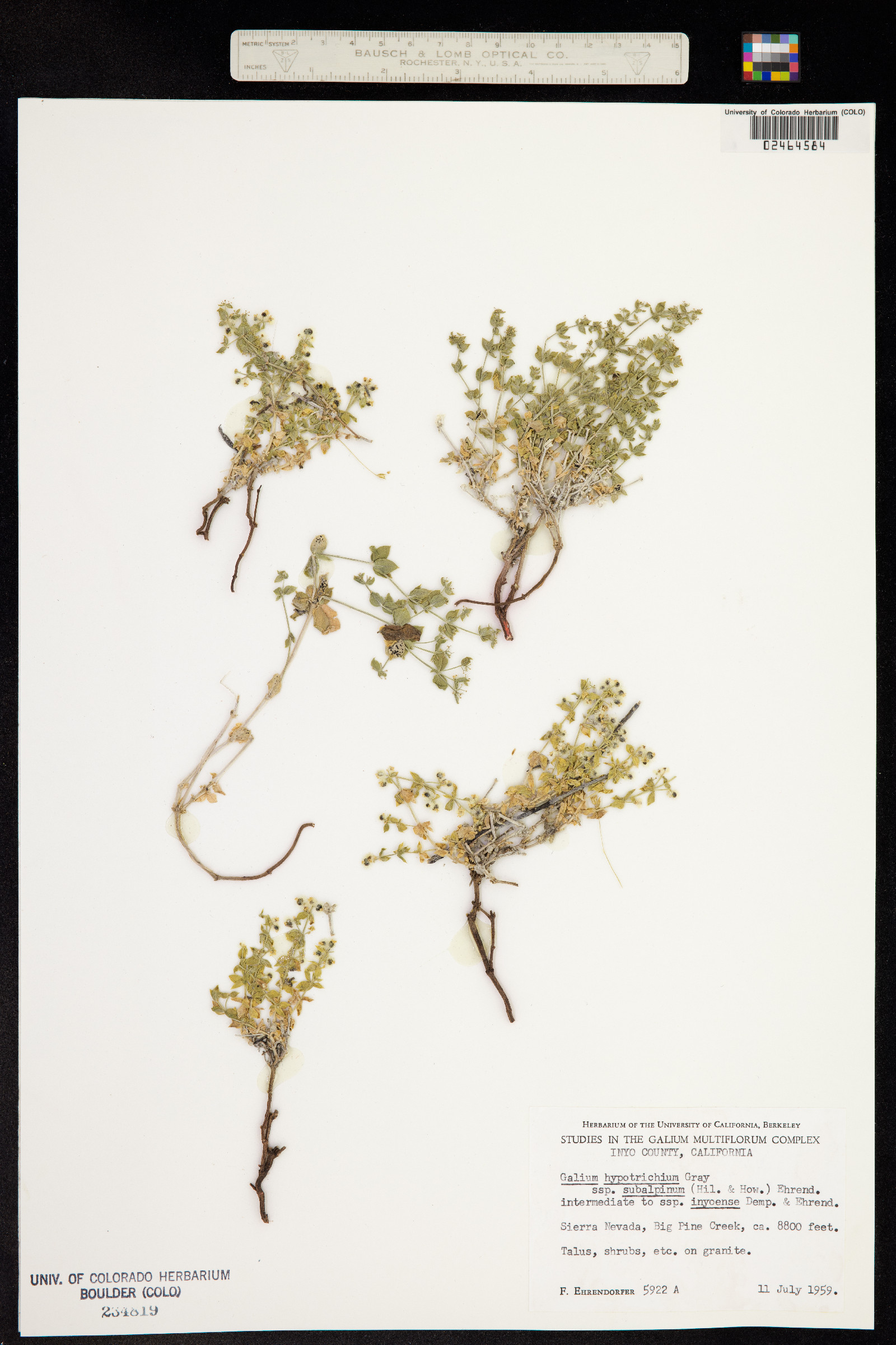 Galium hypotrichium image