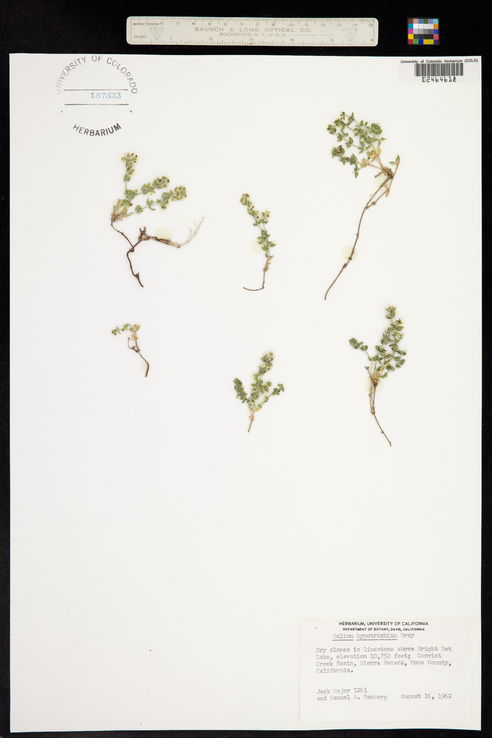 Galium hypotrichium image