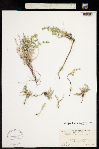 Image of Galium hypotrichium