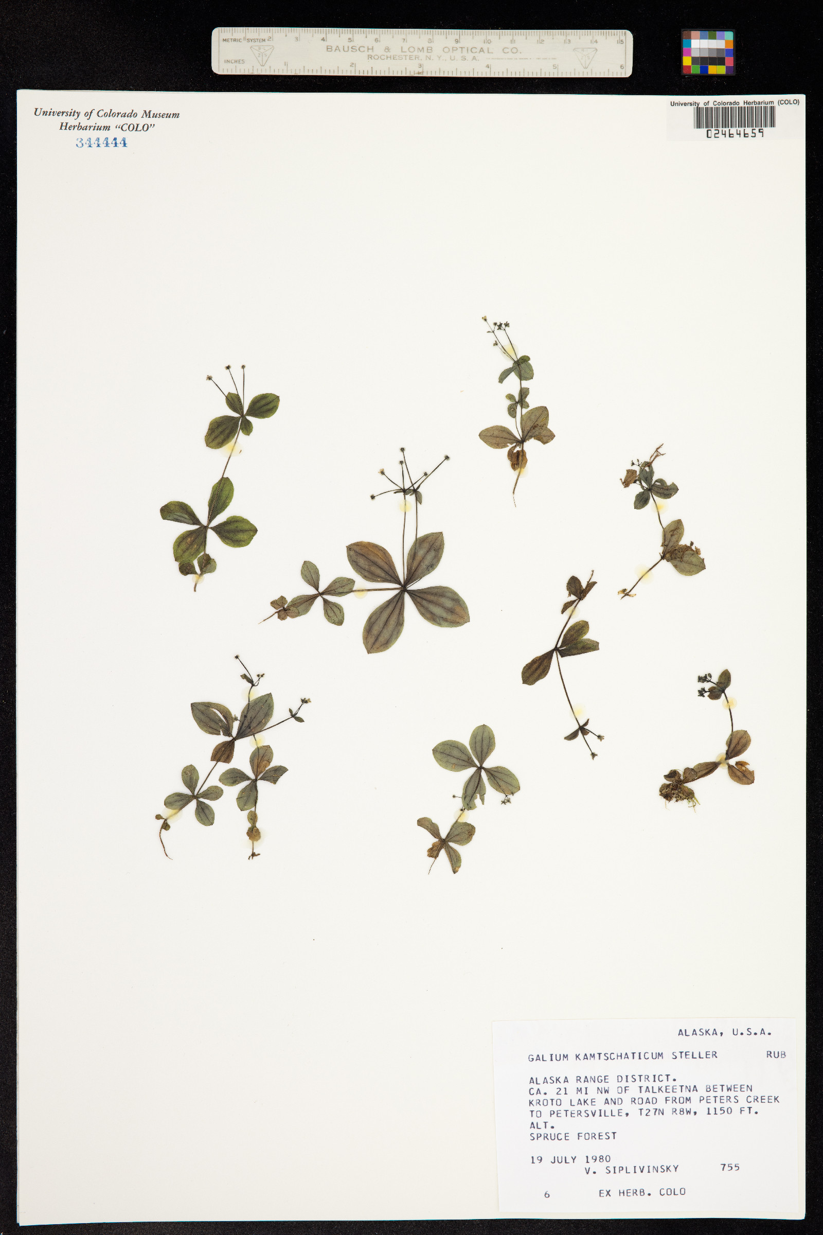 Galium kamtschaticum image