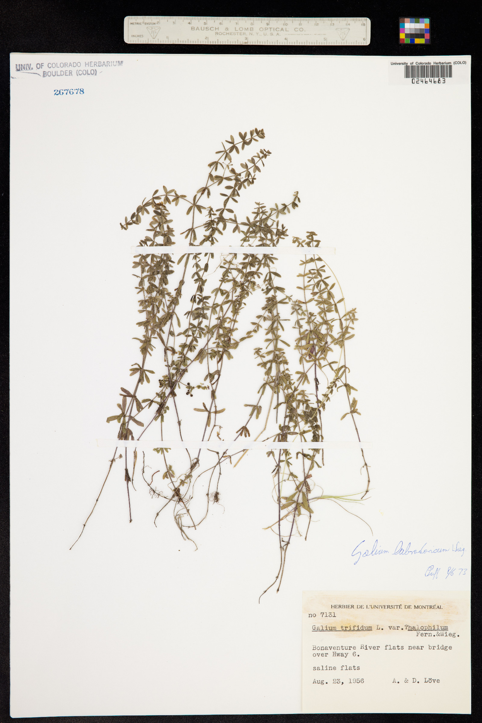 Galium labradoricum image
