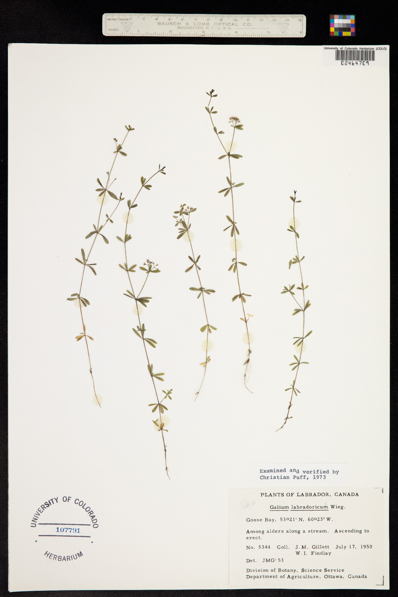 Galium labradoricum image