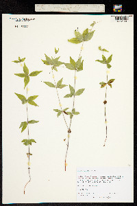 Image of Galium latifolium